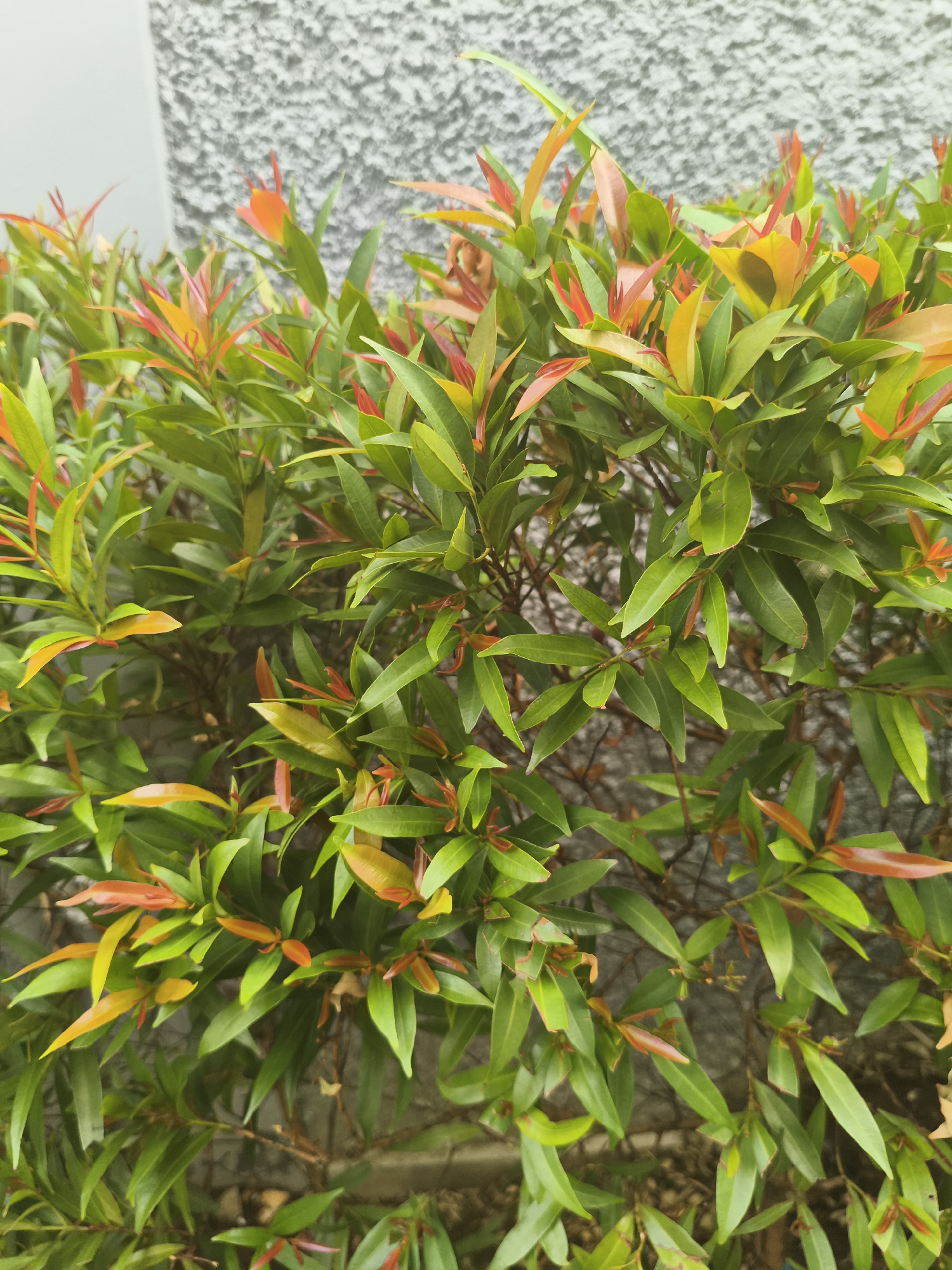 A close-up, eye-level shot captures a dense bush with vibrant green leaves tinged with red and orange at the tips, set against a textured grey wall in Depok, Indonesia. The leaves are glossy and pointed, creating a lush canopy. The background wall appears to be a concrete structure with a rough, speckled finish. The lighting suggests it is daytime, possibly overcast, as there are no harsh shadows. The overall scene is one of natural beauty thriving in an urban setting.