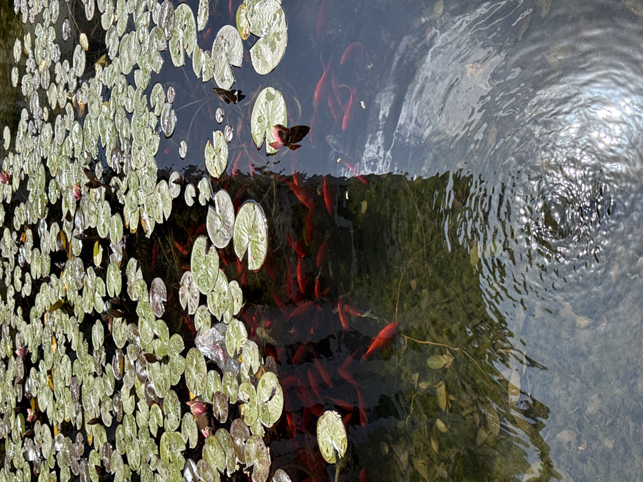 The image displays an overhead view of a freshwater pond or water feature, likely within a park or garden setting in Tel-Aviv, Israel. The specific location within the city cannot be determined from the visual evidence. The surface of the water is densely covered with numerous circular green water lily pads (Nymphaeaceae), some exhibiting small, nascent pink or reddish-brown flower buds. Beneath the water's surface, a substantial school of bright orange and red goldfish (Carassius auratus) is visible, actively swimming and congregating, particularly under the cover of the lily pads. In the upper-left quadrant, a partially submerged, translucent plastic bag is caught among the lily pads. The water in the lower-right portion of the frame shows ripples and reflections of sunlight, indicating a clear, sunny environment. Submerged aquatic vegetation and sediment are visible at the bottom of the pond in areas where the water is clearer. No human individuals are present in the frame.