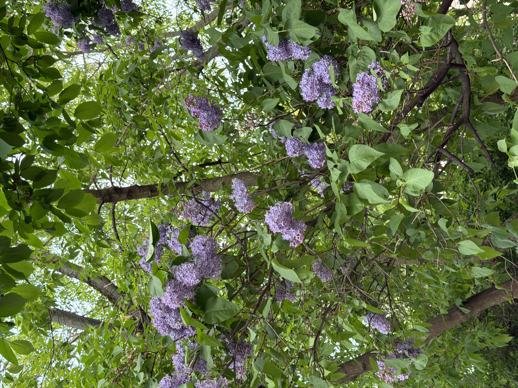 Looking upwards, the image captures lilac bushes in bloom. The foliage is dense, with vibrant green leaves intermingled with clusters of purple lilac blossoms. A network of branches weaves through the scene. The perspective suggests the viewer is standing beneath the bushes. The image could plausibly be located in Moscow, Russia. No people are visible.