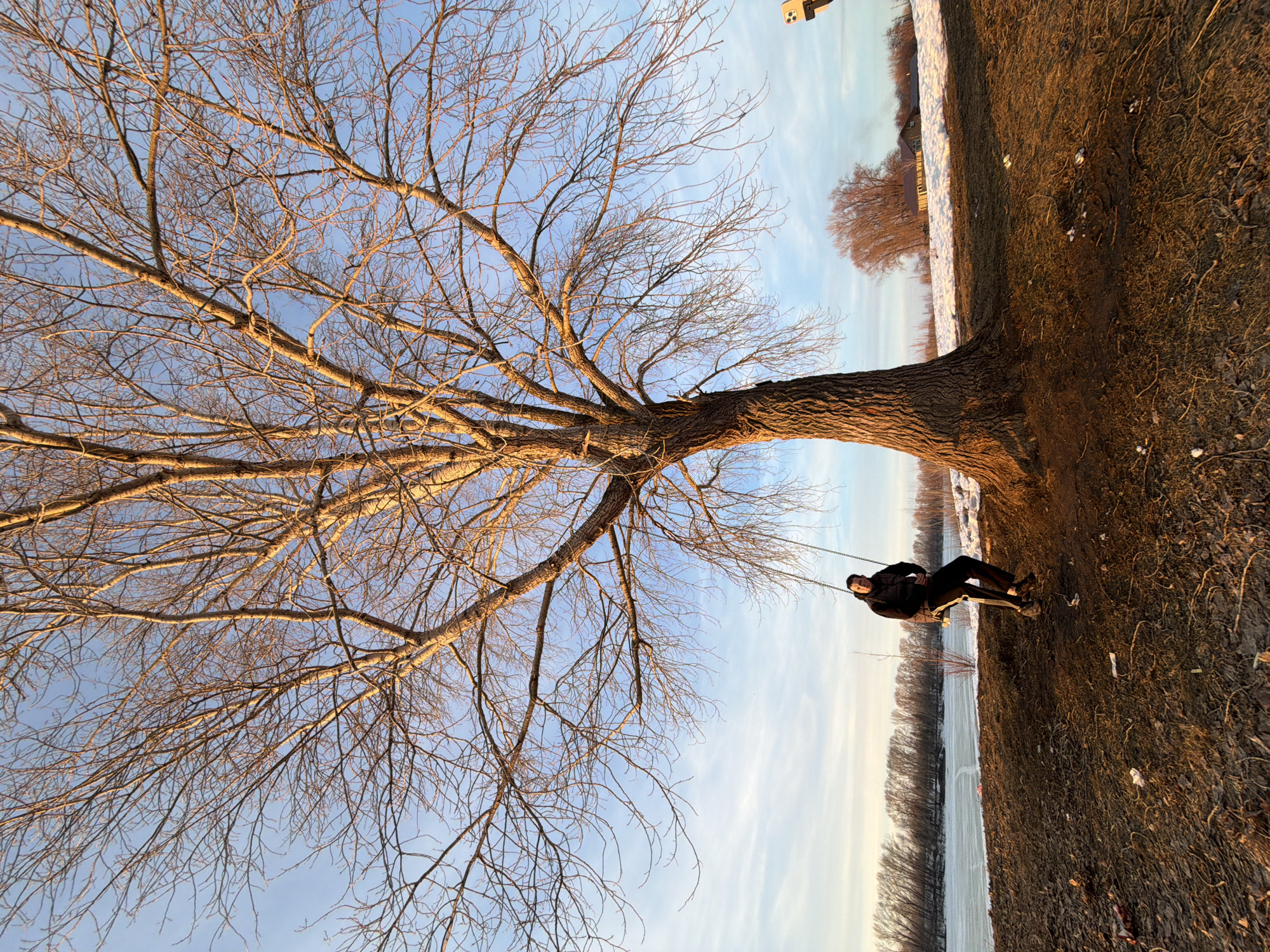This image depicts an outdoor scene in Chaikovsky, Russia, along the bank of a large body of water, likely the Kama River or Votkinsk Reservoir, during late winter or early spring. A single adult male is seated on a swing, which consists of a dark seat suspended by two metal chains from a thick branch of a large, leafless deciduous tree dominating the foreground. The man is dressed in a dark jacket, dark trousers, and light-colored footwear, and he is looking towards the right of the frame. The ground in the immediate foreground is dark, muddy earth with exposed roots, sparse dead vegetation, and scattered small patches of snow. Beyond the tree, a wide body of water extends horizontally, partially covered with ice and snow. The distant bank features a line of bare deciduous trees. Further to the right in the background, rural structures are partially visible amidst snow-covered ground and trees. The sky is clear blue with wispy white clouds, and the scene is illuminated by warm, low-angle sunlight, suggesting late afternoon or early morning. A smartphone on a stand is partially visible on the far right edge of the frame.