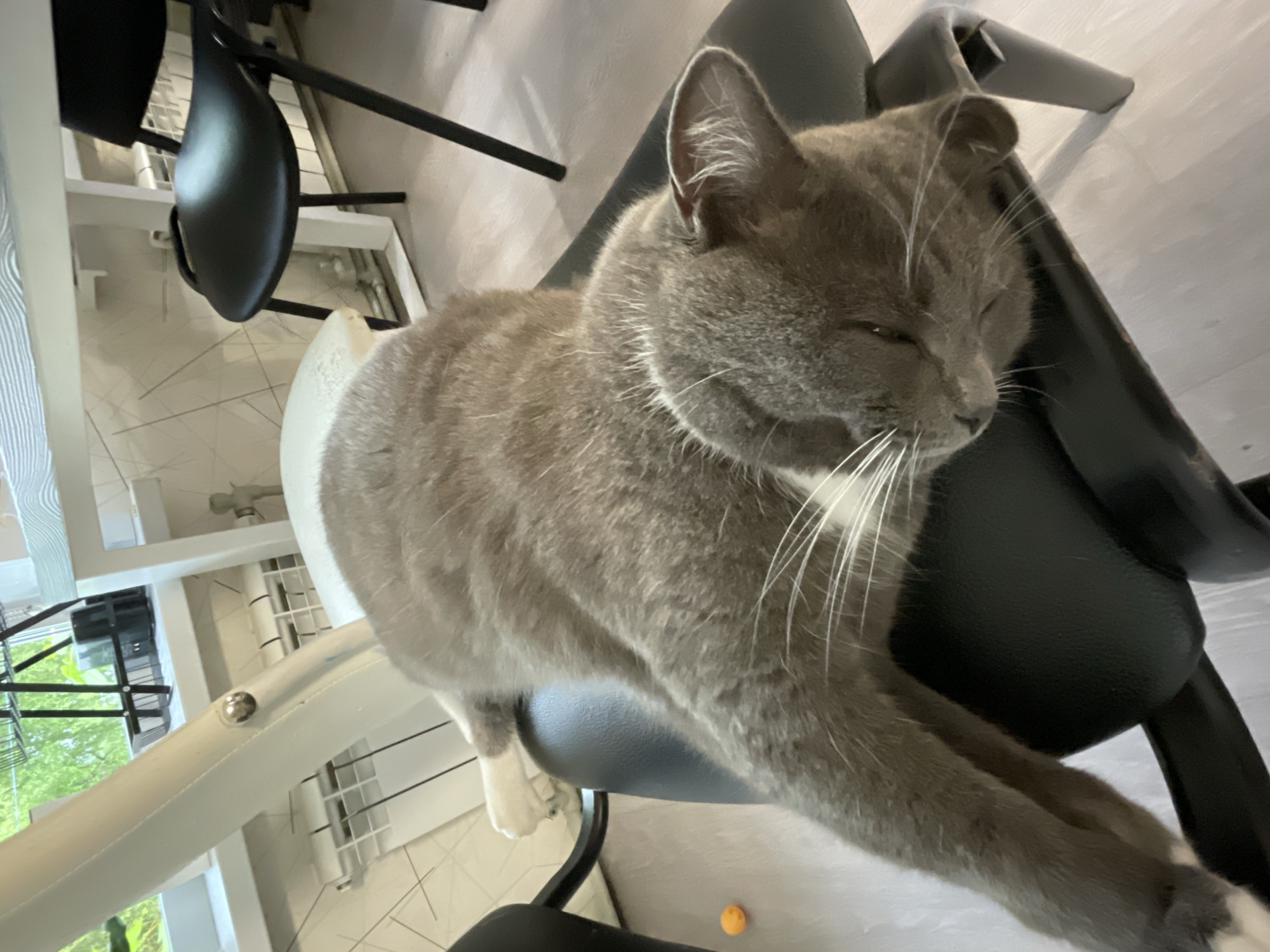 A grey cat with white markings is sleeping on a black chair. The cat is lying on its side with its head resting on the chair. The chair is in a room with a light-colored floor and a white wall. There is a window in the background with trees visible outside. A small orange object is on the floor near the chair. The room appears to be a domestic setting, possibly a home or an office. The overall lighting suggests it is daytime.