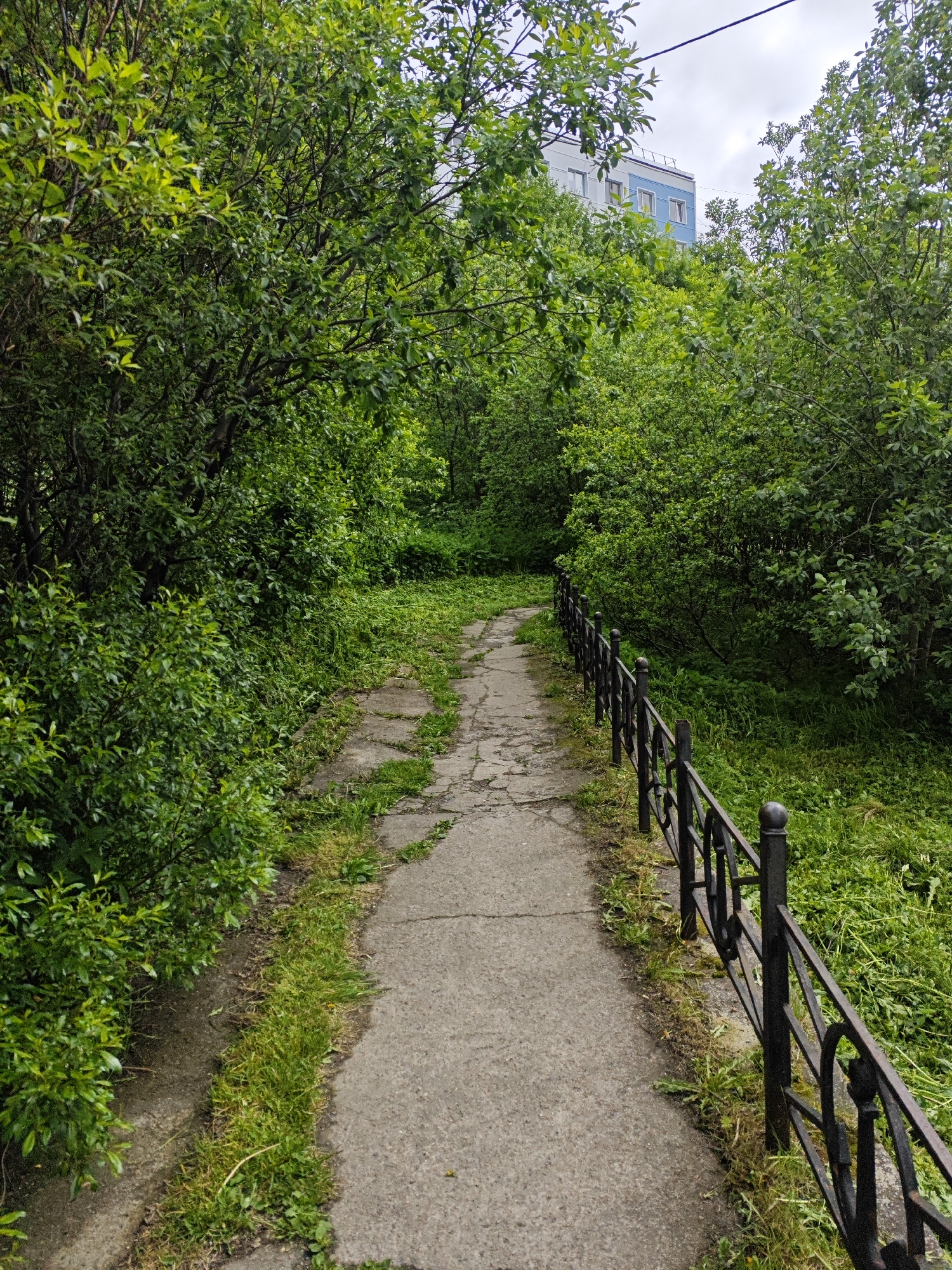 A concrete pathway, partially cracked and overgrown with grass, winds through a dense green foliage on a cloudy day in Polyarny, Russia. A black metal fence with decorative elements lines the right side of the path. In the background, a light blue and white multi-story building peeks through the trees, and a power line is visible against the sky. The scene appears to be an urban park or a walkway within a residential area.