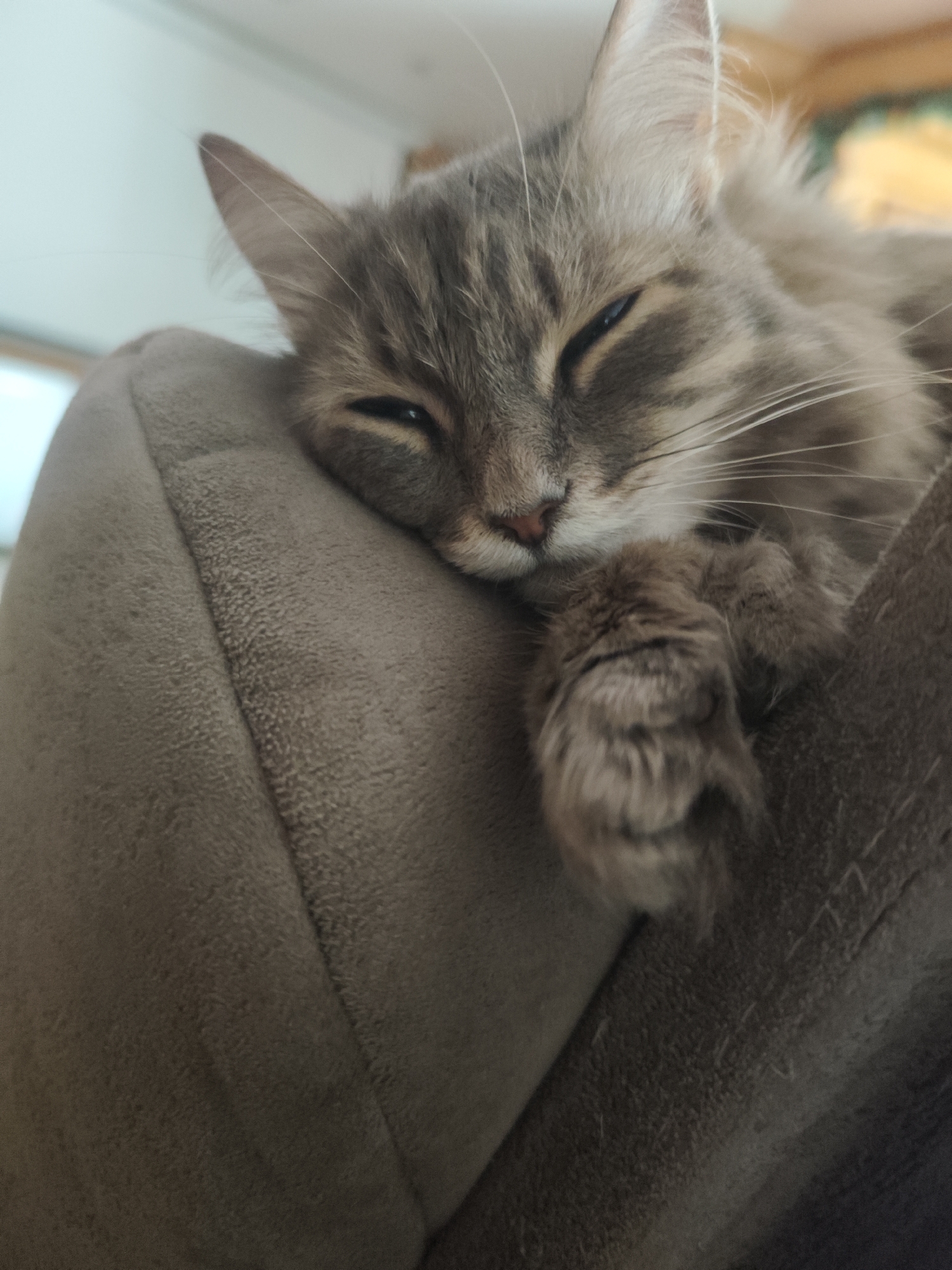 A gray, long-haired cat is resting on a gray cushion. The cat is positioned close to the camera, filling the frame. The cat's eyes are partially closed, and its paws are curled near its face. The background is blurred. There is no indication of location in the city of Chaikovsky, Russia.