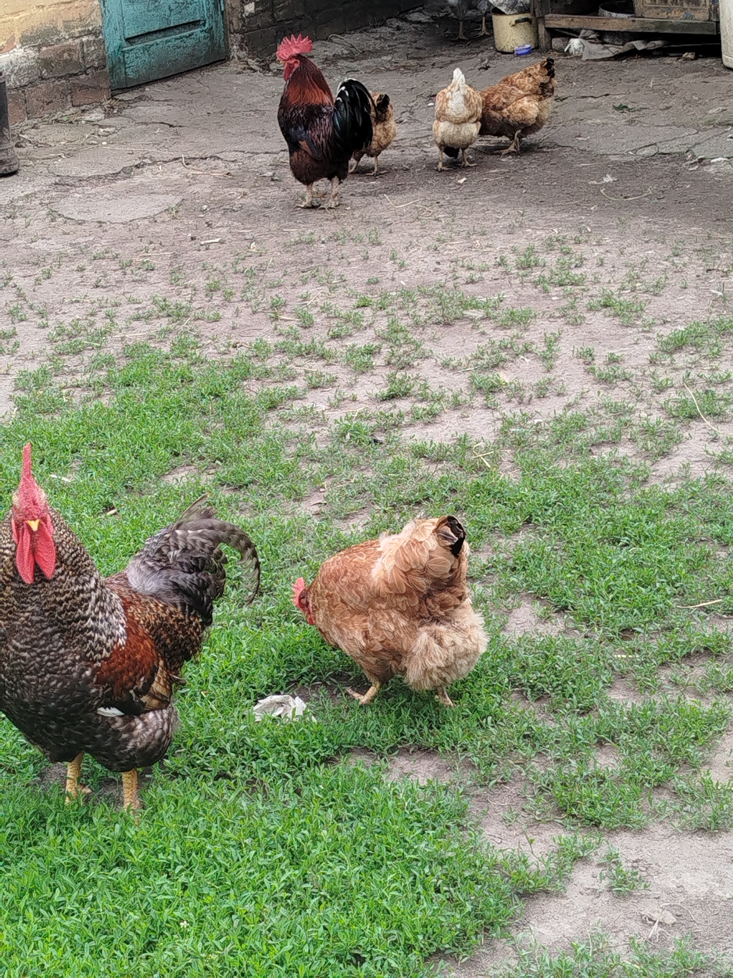 The image shows a group of chickens and roosters in an outdoor, unpaved yard. In the foreground to the left, a large rooster with black, white, and red speckled plumage stands in lush green grass. Its red comb is prominent, and its yellow legs are visible. To the right and slightly behind the rooster, a fluffy, light brown hen is pecking at the ground. In the background, on a more barren, dirt-like surface, a dark-colored rooster with a red comb stands near a teal-colored wooden door set into a brick building. Further back, several other chickens are visible, appearing to be light brown and white in color. The environment suggests a rural or farm setting, possibly a backyard or courtyard. The general atmosphere is one of a typical farm scene with domestic fowl. The location is identified as Ustyvytsia, Ukraine.