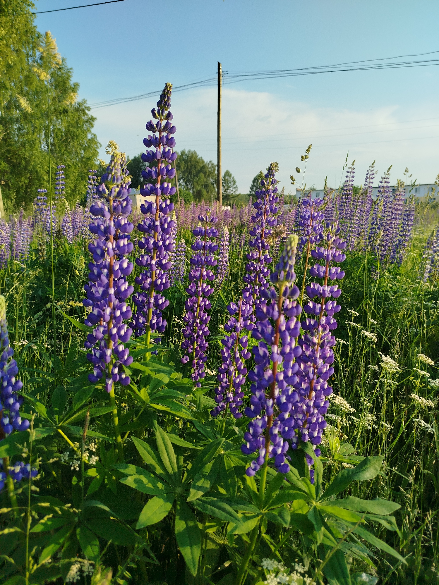 A low-angle outdoor shot captures a field of purple lupine flowers in bloom under a clear blue sky. In the foreground, several tall lupine stalks with densely packed purple blossoms and green leaves are in sharp focus. The background is filled with a dense expanse of more lupine flowers, some in sharp focus and others blurred, creating a sense of depth. Tall green grass and smaller white wildflowers are interspersed throughout the field. In the far distance, a row of trees, a utility pole with overhead wires, and a few white buildings are visible. The sunlight casts a warm glow on the scene, suggesting it is either morning or late afternoon. The image appears to be taken in a rural or semi-rural setting.