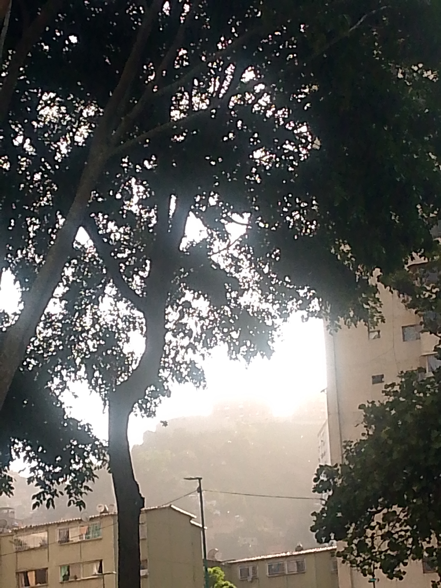 The image presents a view in Caracas, Venezuela, framed by a large tree with dense foliage. Buildings are visible in the background, partially obscured by a misty haze. The lighting is bright, suggesting midday, with light filtering through the trees. The buildings are typical urban constructions, with various window placements and some architectural details visible. A street light is also noticeable amidst the buildings. The environment suggests a residential area within the city.