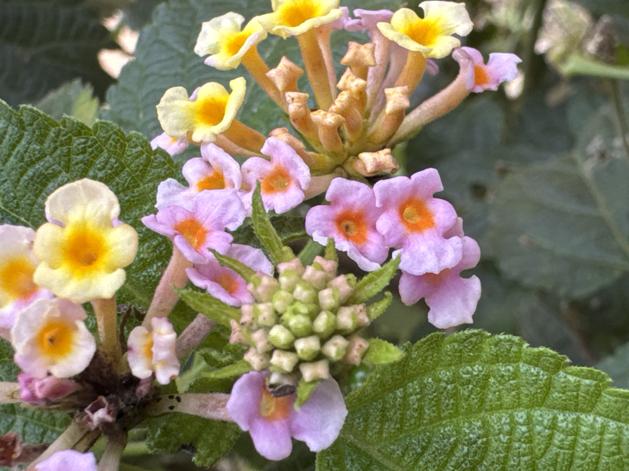 This is a close-up, macro photograph of a cluster of Lantana flowers. The flowers are small and tubular, with some appearing to be in bud form. The colors range from pale pink and lavender to vibrant yellow and orange. Several green leaves are visible in the background, with a textured, veined surface. The lighting is natural and diffused, highlighting the delicate details of the flowers and foliage. The scene is set in an outdoor environment, likely a garden or natural landscape, given the presence of leaves and the organic arrangement of the plant. The overall impression is one of natural beauty and vibrant floral life.