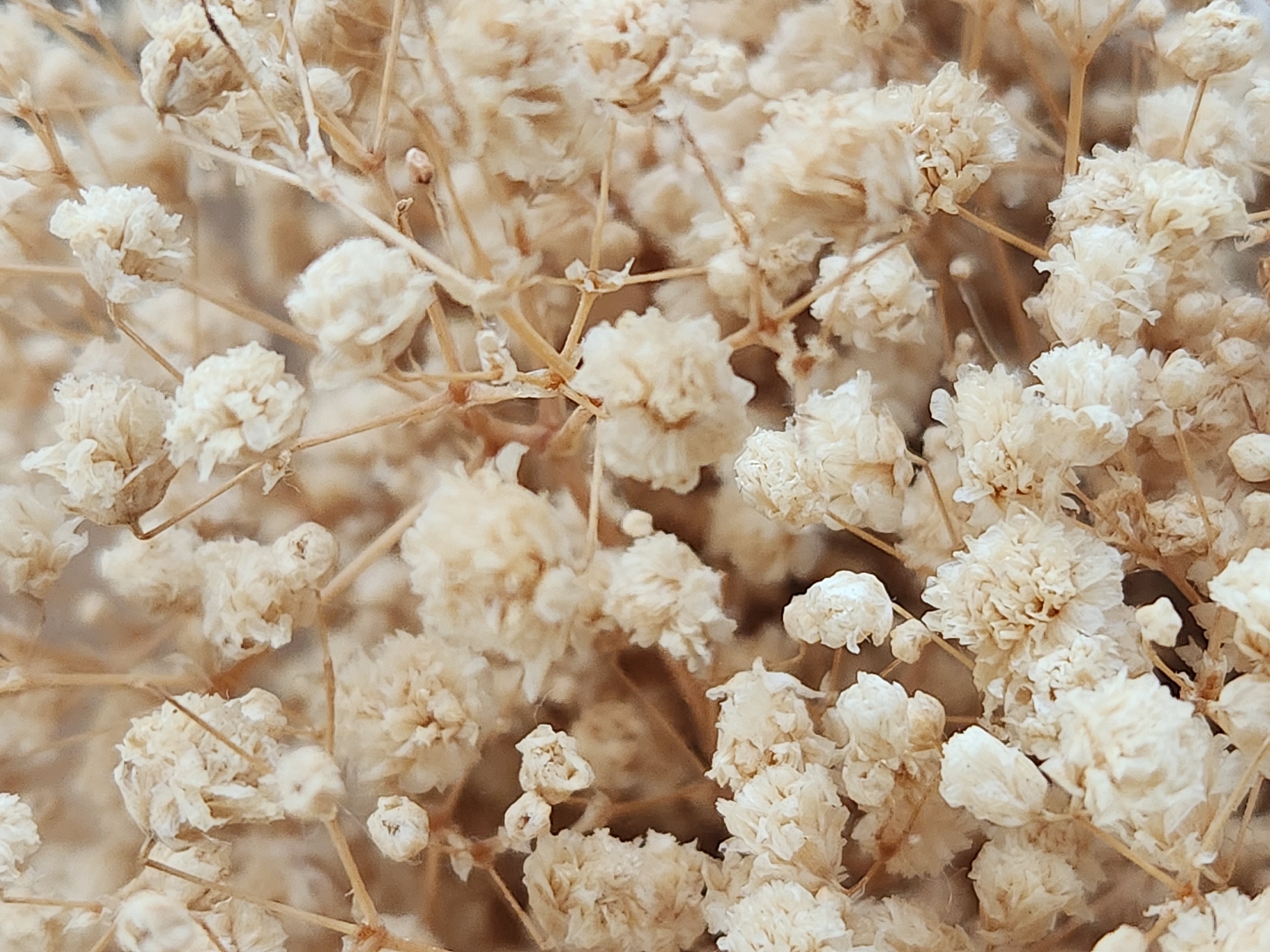 The image is a close-up, macro photograph of dried baby's breath flowers. The flowers are small, clustered, and off-white to light beige in color, with visible thin, dry stems. The background is a soft, blurred brown, suggesting a natural or decorative context. There are no people or animals present. The scene appears to be a still life arrangement or a detail shot of dried floral material. No specific location in Maitland, United States of America, can be identified from this image alone.