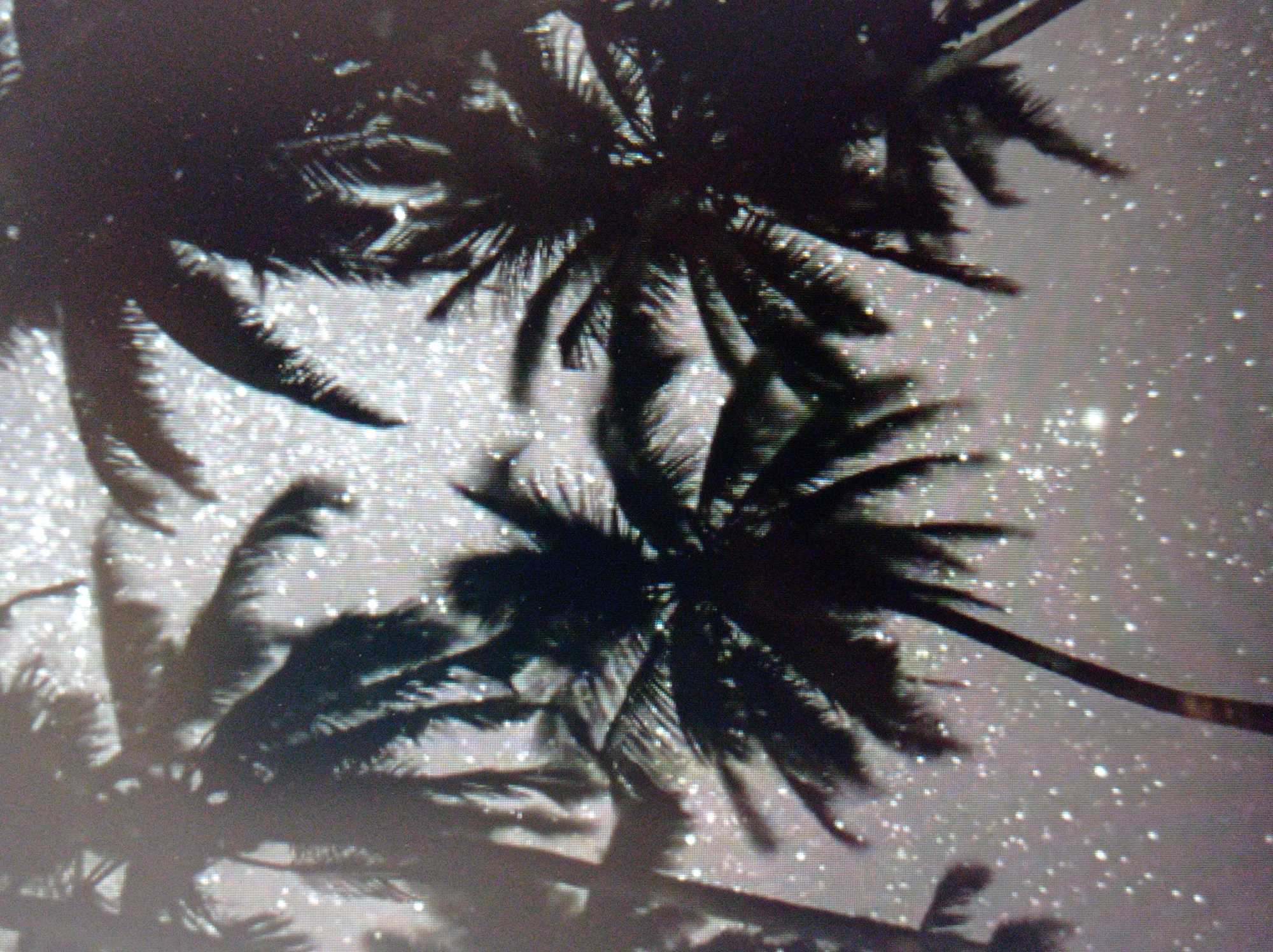 The image is a close-up, low-resolution, dark silhouette of several palm trees against a bright, sparkling background. The background appears to be a sky filled with numerous small, bright dots that could represent stars or a light effect. The palm trees are dark and out of focus, with their fronds creating a feathery silhouette. The overall impression is of a tropical or exotic setting at night or during twilight. There is no visible location in the city of Mukachevo, Ukraine, or any people, subjects, objects, or actions within the scene.