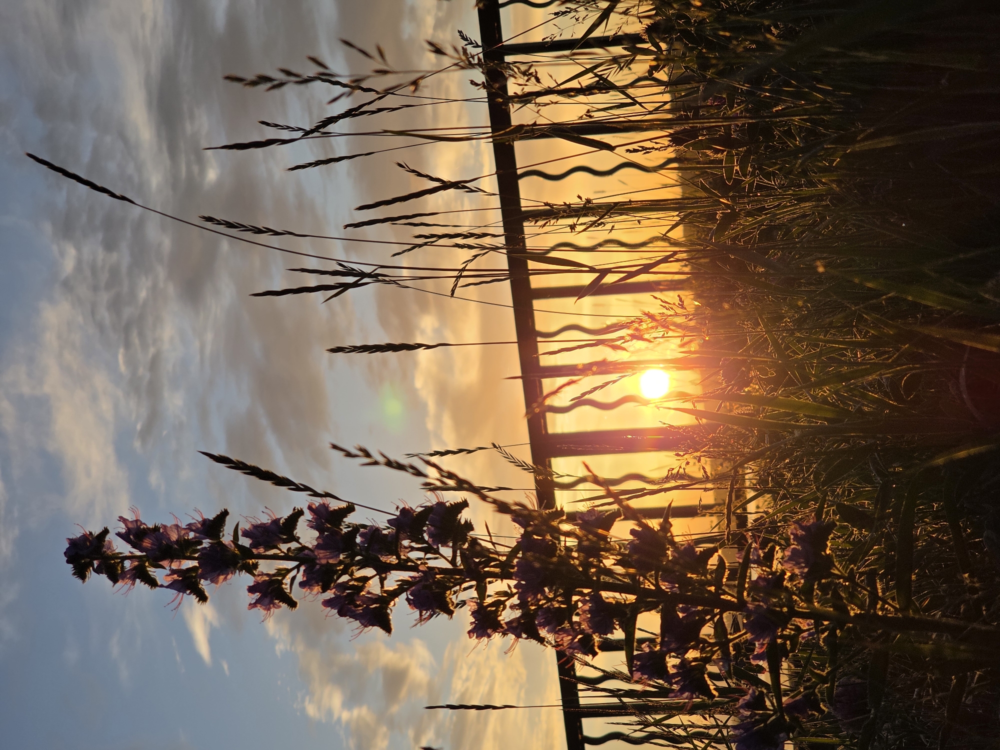The image captures a low-angle view of tall, purple wildflowers and grasses silhouetted against a golden sunset. The sun is a bright orb low in the sky, casting a warm glow and lens flare. Behind the vegetation, a dark metal railing with a wavy pattern is visible, separating the foreground from the hazy background. The sky is a gradient of blue, orange, and yellow, with scattered white clouds. The scene appears to be an outdoor, natural setting, possibly a park or a roadside area, near the city of Chaikovsky, Russia, given the context provided. There are no people or animals depicted.