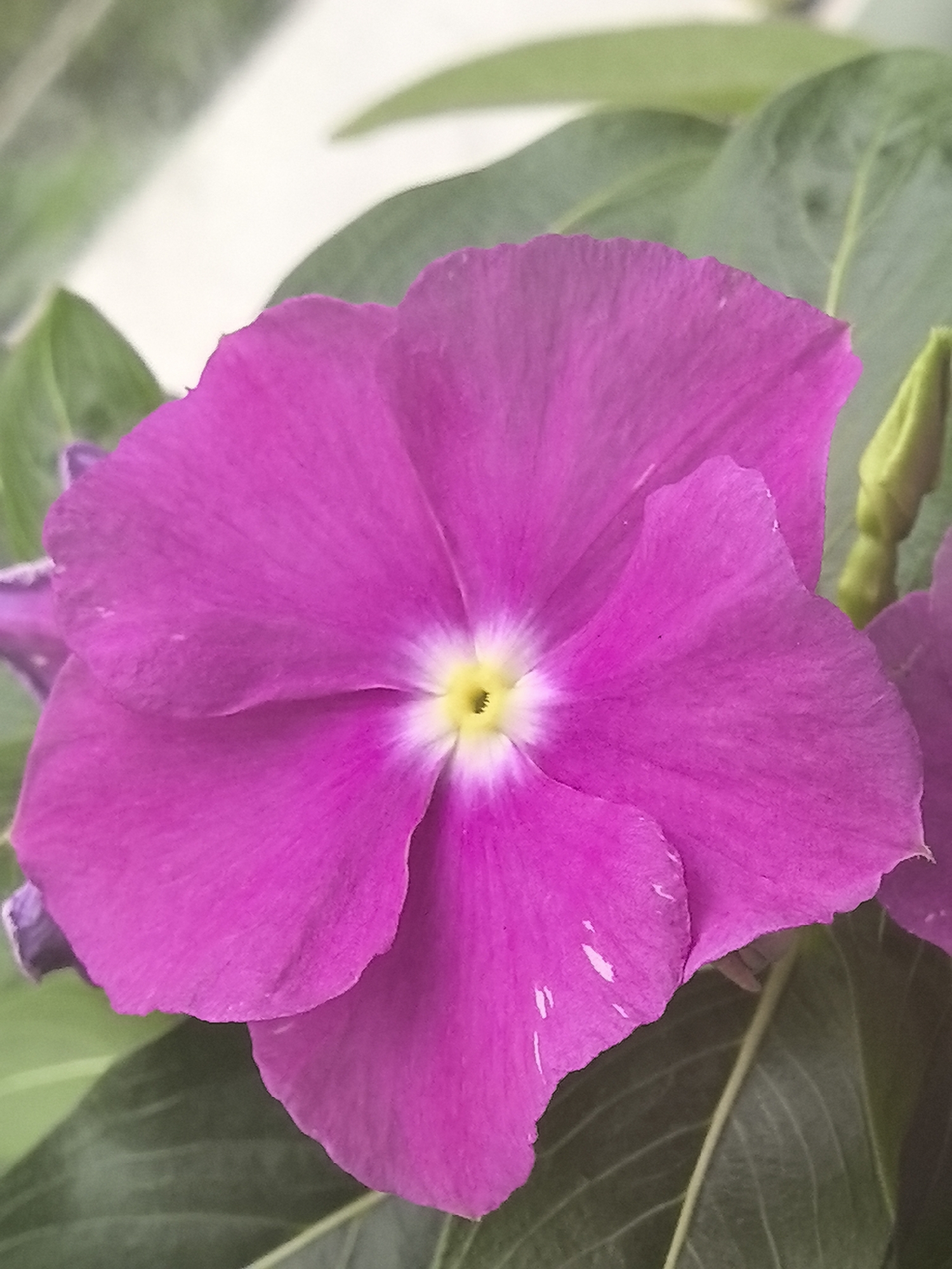 A close-up, eye-level, vertical shot captures a vibrant, deep pink flower, possibly a Vinca, in full bloom. The flower dominates the frame, with its five petals unfurling to reveal a delicate, pale yellow center ringed with white. The petals exhibit a slightly ruffled edge and subtle texture. Surrounding the central bloom are dark green, glossy leaves. A small, unopened green bud is visible to the right of the main flower. The background is softly blurred, suggesting an outdoor environment, possibly a garden or park. The image lacks any human presence or activity. The scene is tranquil and focused solely on the botanical subject. There is no information available to determine the specific location within Khabarovsk, Russia, as the image itself does not contain any identifying landmarks or context.