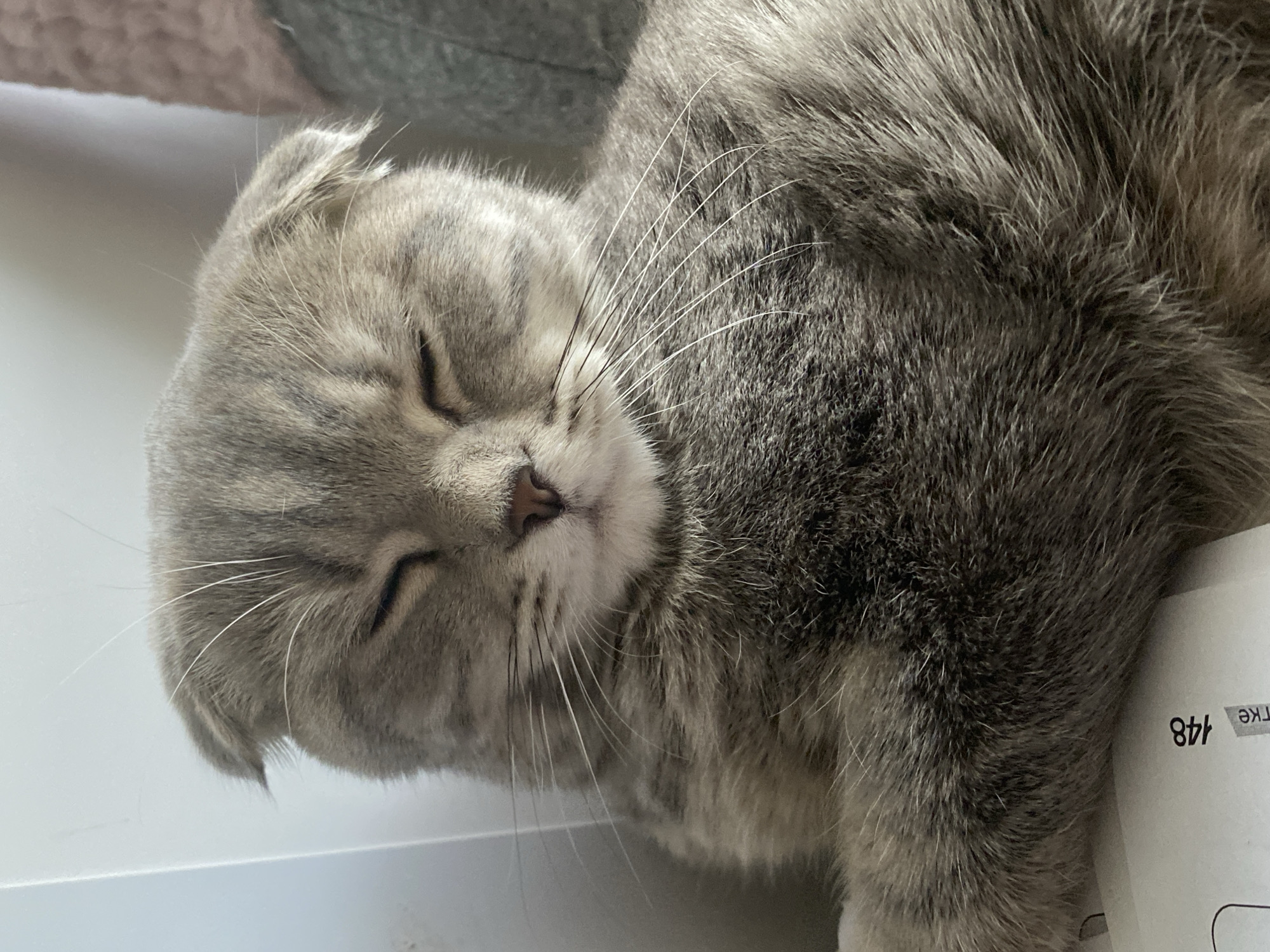 A grey tabby cat is sleeping indoors. The cat's eyes are closed, and its head is resting on a white surface. Part of a document with the number "148" is visible. The cat is a Scottish Fold breed, recognizable by its folded ears. The location is not discernible as Votkinsk, Russia.