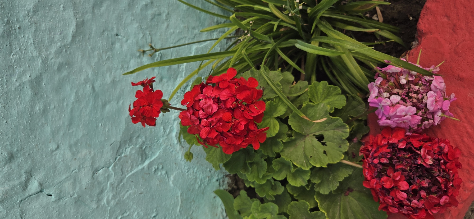 The image displays a close-up of red geranium flowers with green foliage in front of a textured, turquoise-colored wall. In the foreground, two clusters of flowers are visible, one predominantly red and the other pink, resting on a red-painted surface. Tall, thin green grass-like plants are positioned to the right of the main red geranium cluster. The wall exhibits a rough, uneven texture with visible cracks and small raised dots, possibly indicating stucco or a similar building material. The lighting suggests it is daytime, with soft shadows indicating an overcast or diffused light source. The setting is an outdoor urban environment, potentially a garden or courtyard, within the city of Tel, Azerbaijan. There are no people or animals present in the image.