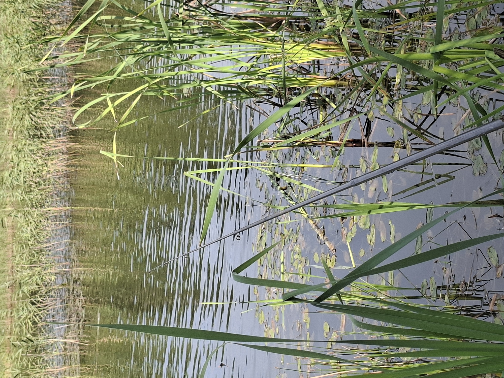 A fishing rod lies partially submerged in the water of a calm lake, with its tip angled upwards. The rod rests amongst reeds and lily pads that dot the surface of the water. In the background, a dense line of reeds stretches across the horizon, their reflections shimmering on the water's surface. The scene appears to be set in a natural environment, possibly a rural area.