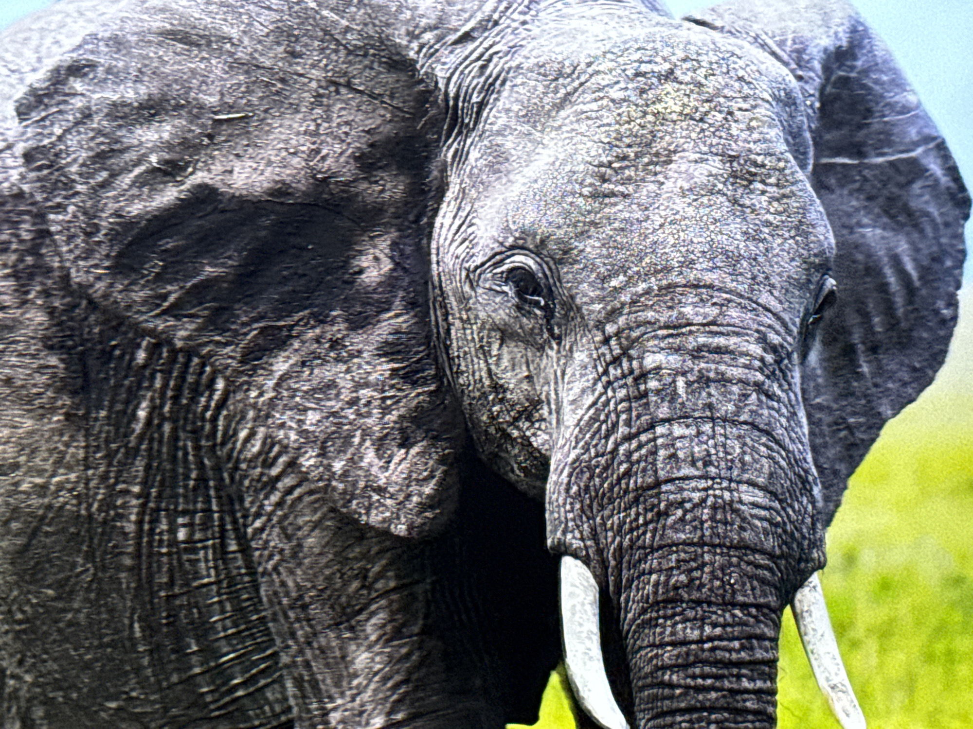 This is a close-up, head-and-shoulder shot of an African elephant. The elephant's skin is gray and textured with deep wrinkles and folds. Its large ear is visible on the right side of the frame, and its tusk protrudes from the right. The elephant's eye is visible and appears dark. The background is blurred, with hints of green foliage and a light blue sky. The image does not depict any urban environments, including the city of Burgas, Bulgaria.