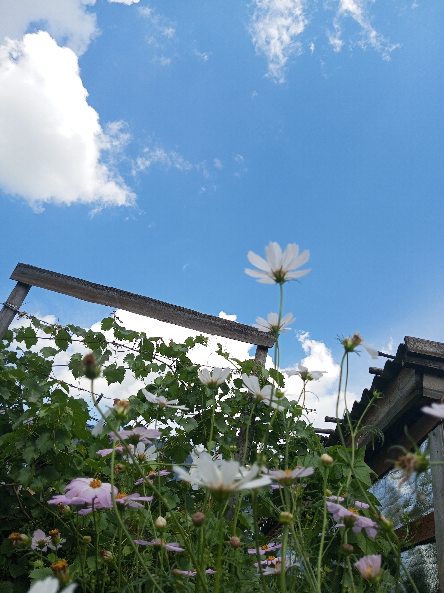 This is a low-angle, full-shot photograph of a garden in Zavyalovo, Russia, on a bright, sunny day. The sky is a vibrant blue, dotted with fluffy white clouds, one particularly large cloud dominating the upper left portion of the frame. In the foreground, a profusion of white and pink cosmos flowers are in bloom, with some buds also visible. The flowers are varied in their stage of bloom and focus, with some sharply defined and others softly blurred. Behind the flowers, a dense vine with dark green leaves climbs a wooden structure, which appears to be a part of a garden trellis or fence. To the right of the frame, a section of a weathered wooden structure, possibly a small shed or greenhouse with corrugated roofing, is visible. The overall impression is one of lush, natural growth against a clear, expansive sky. There are no people or animals depicted in the image.