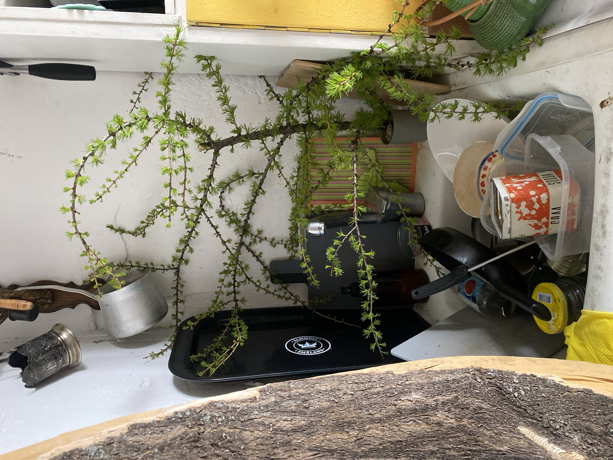 The image displays an indoor scene, likely a kitchen or utility area, characterized by a somewhat cluttered arrangement of household items. The central subject is a large, fresh branch adorned with numerous bright green, needle-like leaves, possibly from a Larch tree, which hangs downwards across the frame.
The branch is positioned above a white counter or shelf. On this surface, a black rectangular tray is prominent, featuring a white circular logo with the text "ÄLMHULT SMÅLAND" and a crown graphic, indicating a potential origin from Sweden. To the left of the tray, a small aluminum pot and an ornate silver-colored cup with detailed engravings are visible.
To the right, various kitchen essentials are stored or placed. These include a stack of plates, with a white one featuring a green design. Several clear plastic storage containers are present, one with a blue lid, faintly showing text like "Good Good," and another containing a red and white can with the inverted word "SODA" visible. Black frying pans, a yellow plastic lid, and a yellow cloth are also seen. Above the white counter, a light yellow shelf or cabinet is visible, and a green textured ceramic pot can be glimpsed in the upper right corner. A rustic wooden edge, possibly a large cutting board or a decorative element, occupies the bottom foreground.
No activity is taking place, and no people are present. The scene appears to be static, captured during daytime. The visible text on the tray, "ÄLMHULT SMÅLAND," suggests a Swedish connection for that particular item.