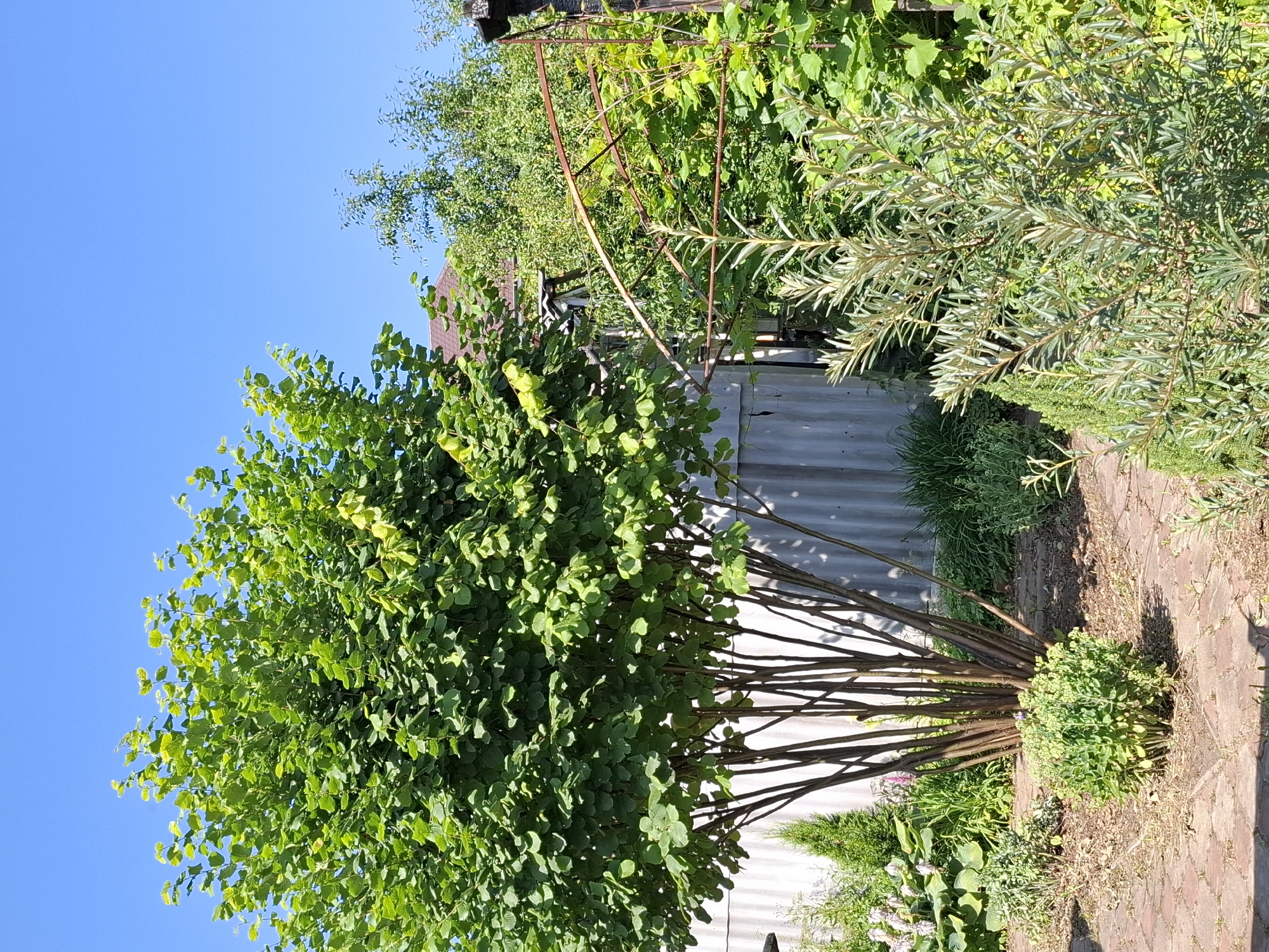 A wide, low-angle outdoor shot captures a sunlit garden scene. The dominant element is a large, leafy green tree in the foreground, its numerous thin, dark trunks forming a dense base. Behind the tree, a corrugated metal fence runs horizontally, partially obscured by foliage. To the right of the tree, an arched metal structure, possibly part of a trellis or arbor, shows signs of rust. Various plants and shrubs fill the midground and background, including a conical evergreen and a silver-leafed shrub in the foreground right. In the distance, a brown roof of a building is visible above the greenery. The sky above is a clear, bright blue. The ground is paved with red brick and scattered with dry leaves and dirt.