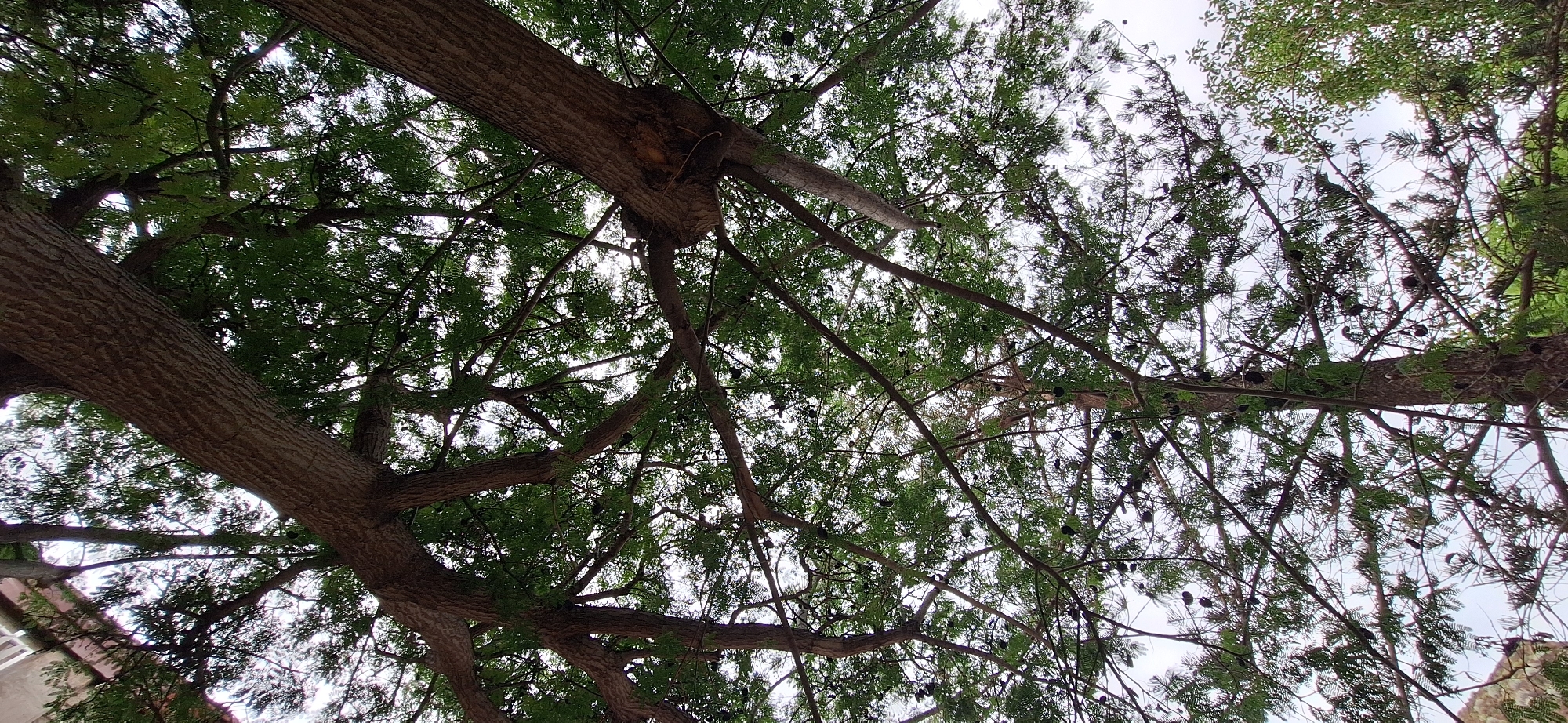 This media file presents an upward-looking perspective into the dense canopy of a large tree, set against a bright, diffused sky. Several thick, sturdy tree trunks, characterized by their textured, furrowed bark, cut diagonally across the frame. From these main trunks, an extensive network of thinner branches spreads outwards, supporting a rich display of foliage. The leaves are small, dense, and green, appearing needle-like or scale-like, forming a vibrant green mosaic against the lighter sky. Numerous small, dark, and round cones are interspersed among the leaves and branches, particularly noticeable in the upper and central areas of the image. The lighting suggests daytime, with a soft, even illumination filtering through the leaves, indicating an overcast day or dappled sunlight. In the lower-left corner, a sliver of a light-colored building, possibly with a window frame, is partially visible, hinting at an urban or garden environment. The image evokes a sense of being enveloped by nature, characteristic of a leafy outdoor space in a location like Santa Cruz de Tenerife, Spain. No human activity or visible text is present.