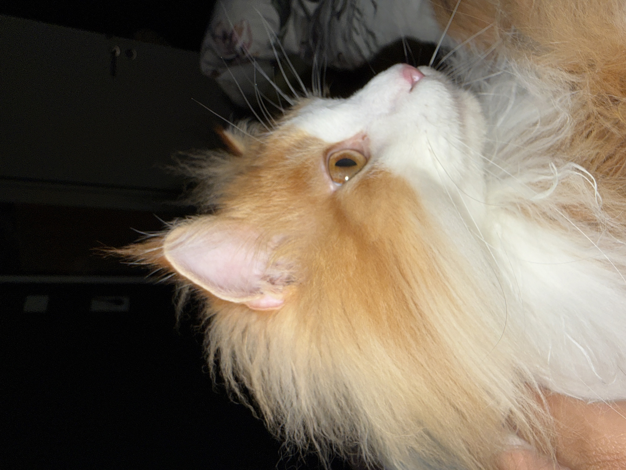 A close-up, side-profile image shows the head and neck of a long-haired ginger and white cat. The cat's left eye, which is amber-colored, is clearly visible, as is its pink nose and white whiskers. The cat's fur is fluffy and light-colored, with patches of orange on its head and neck. The background is dark and out of focus, but appears to be an indoor setting with some blurry objects that suggest a domestic environment. There are no people or clear indications of location in Kassel, Germany, in this image.