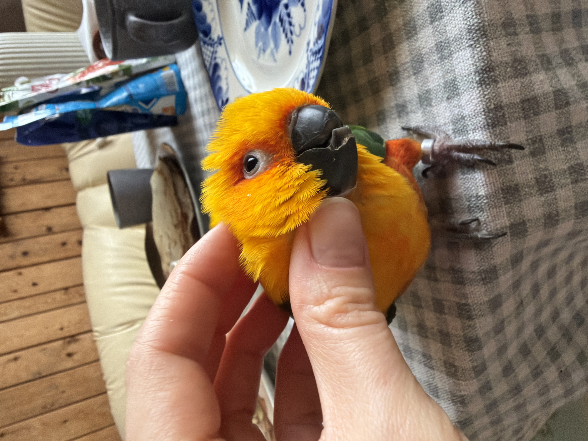 The scene depicts an indoor, domestic setting in Khimki, Russia, viewed from a slightly elevated perspective. A bright yellow and orange Sun Conure parrot is positioned centrally on a light grey and white checkered tablecloth. The parrot exhibits a dark black beak, dark eyes, and a green fabric harness around its torso, with a silver leg band visible on its right leg. A human hand, with visible thumb and index finger, is gently grasping the parrot's upper body.
In the blurred background, several objects are arranged on the table. To the right, a white plate with blue patterns is partially visible, alongside a dark grey ceramic mug. To the left, a stack of light-colored, thin, round food items (consistent with pancakes or blini) rests on a small plate, next to another dark grey ceramic mug. Multiple upright packaged items, some blue and others with red and white branding, are situated behind these dishes. Further back, a cream-colored upholstered sofa or chair is present, and a wooden paneled wall forms the furthest background element.