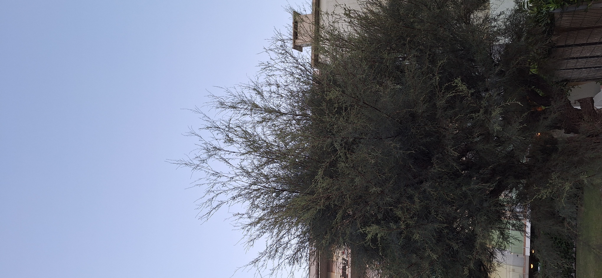 An overhanging, dense, dark green tree fills the foreground of the image, obscuring the lower portions of two buildings and a fence behind it. The sky above is a clear, pale blue. The building on the left is a pale beige structure with horizontal cream-colored railings on a balcony or terrace. The building on the right is also pale beige, with a prominent square chimney. A dark metal fence is visible to the right of the tree trunk. The ground in front of the tree appears to be grass. The scene is devoid of any people or animals, and no specific activities are depicted. The image does not provide enough information to determine its location within Ravenna, Italy.