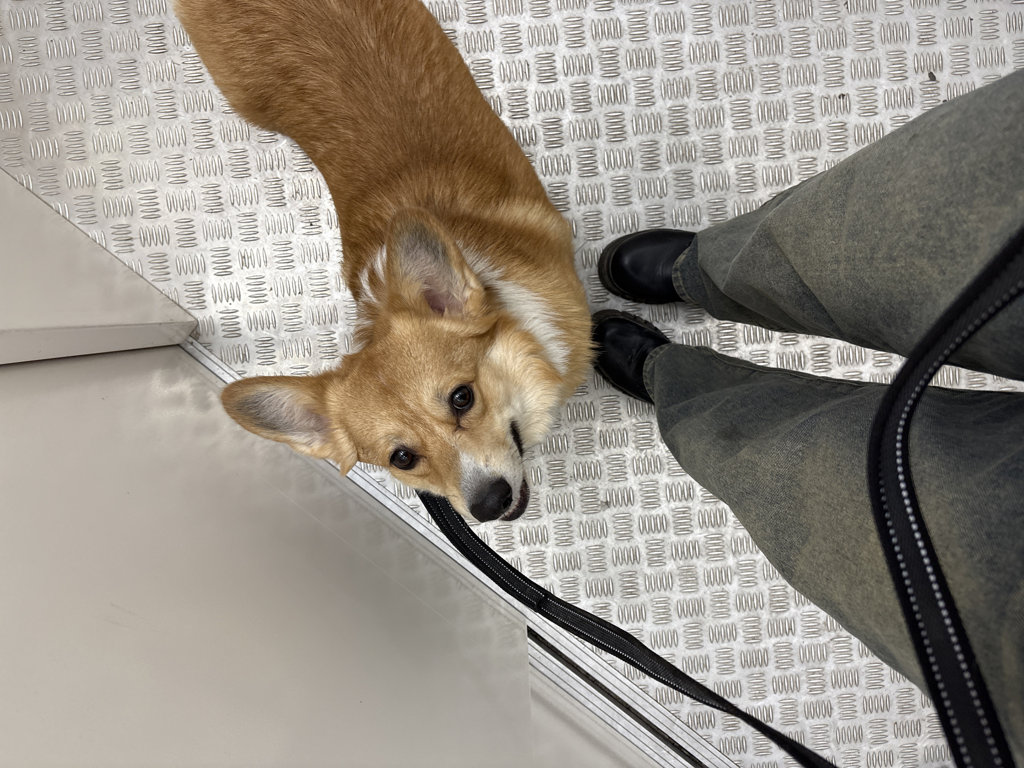 A medium overhead shot depicts a corgi dog, partially visible, looking up to the camera. The dog's fur is a mix of brown and beige, with a white marking on its chest. A black leash is attached to the dog's collar. To the right of the dog are the legs of a person wearing dark-wash jeans and black shoes. A black strap is also visible near the person's legs. The setting appears to be indoors with a textured, metal-like floor. A white object is on the left of the photo. The location and context are not specified beyond these descriptive details.