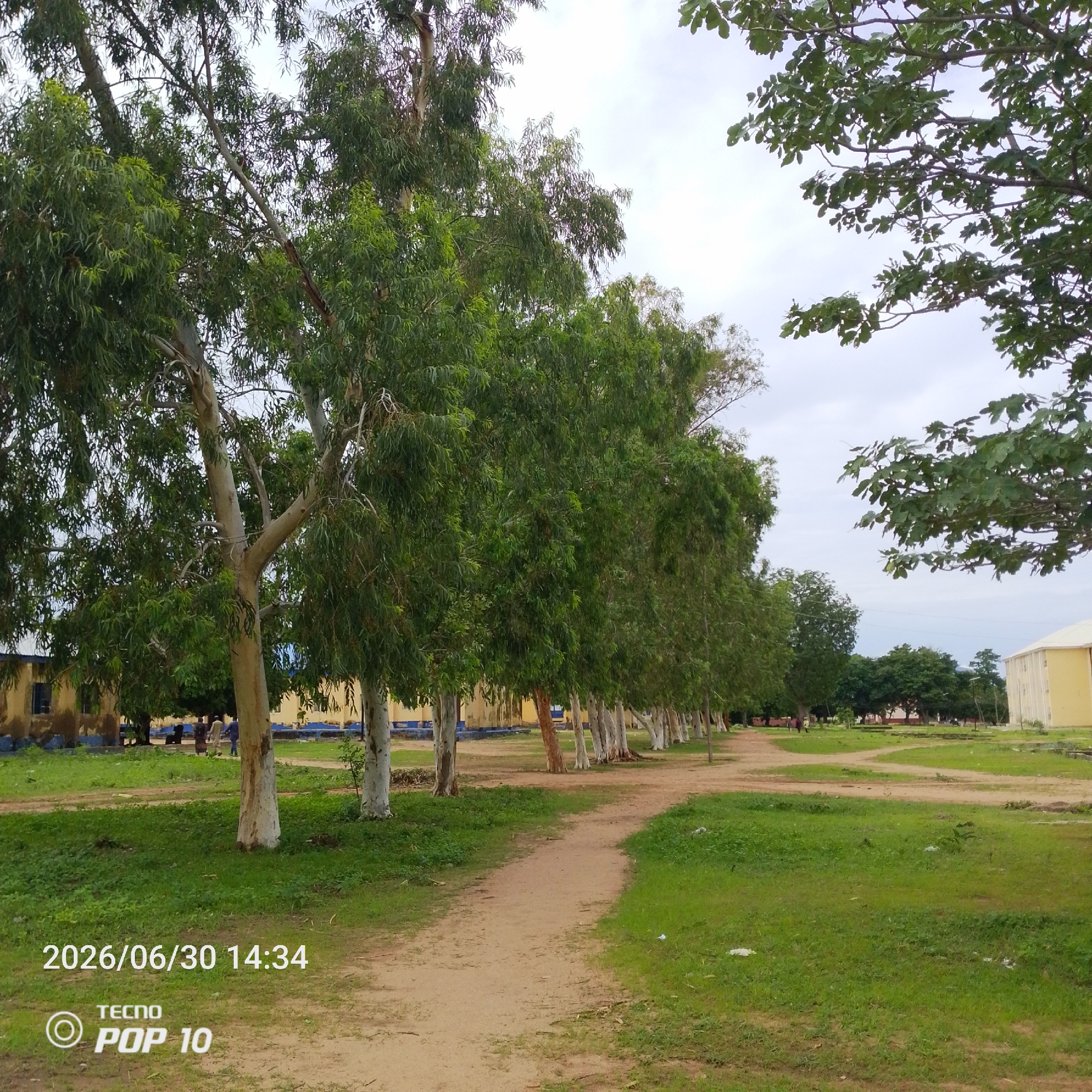 A dirt path winds through a grassy area lined with tall, slender trees with light-colored bark and dense green foliage. In the background, several yellow buildings with blue trim are visible, suggesting an institutional setting. The sky is overcast. A date and time stamp, "2026/06/30 14:34," and a "TECNO POP 10" logo are superimposed on the lower left of the image. There are a few indistinct figures walking in the distance on the path. The scene appears to be a campus or park area in Jalingo, Nigeria, characterized by its dry, savanna-like vegetation and low-rise buildings.