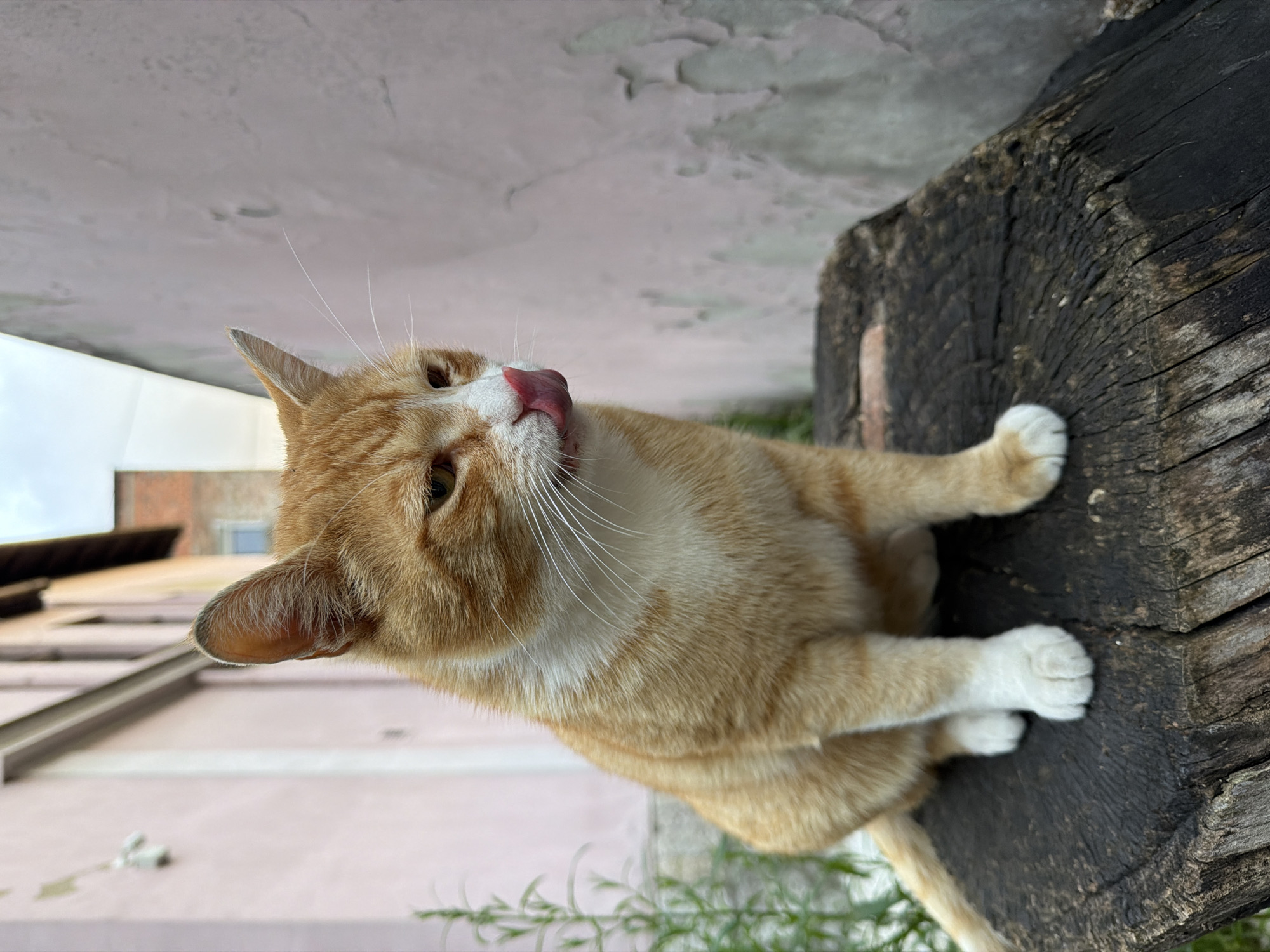 An orange tabby cat with white paws sits on a dark, weathered wooden post or stump. The cat's head is turned slightly to the left, and its tongue is extended, licking its nose. The background shows a pale-colored building with architectural details such as windows and a roofline. Below the wooden post, there is some sparse green vegetation. The photo was taken from a low angle, looking up at the cat and the surrounding structures. Based on the architectural style and vegetation, this is likely in the Vracar Urban Municipality, Serbia.
