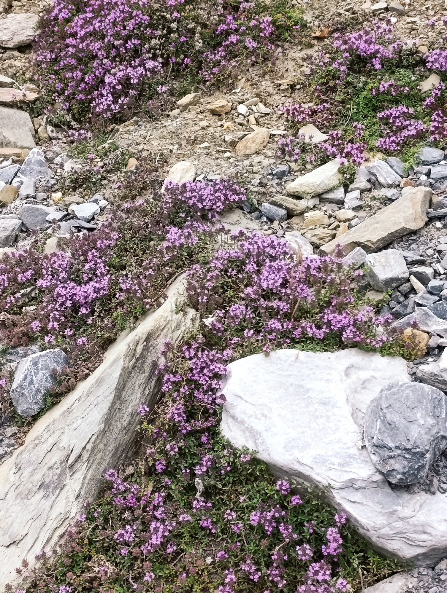 The image depicts a rocky, mountainous terrain dotted with clusters of small, vibrant purple wildflowers. The ground is covered in a mix of grey and tan rocks of various sizes, interspersed with patches of green foliage and the aforementioned purple flowers. There are no people or animals visible in the scene. The environment appears to be natural and undeveloped, consistent with a mountainous region like Tandi, India, where such flora and geological formations are common.