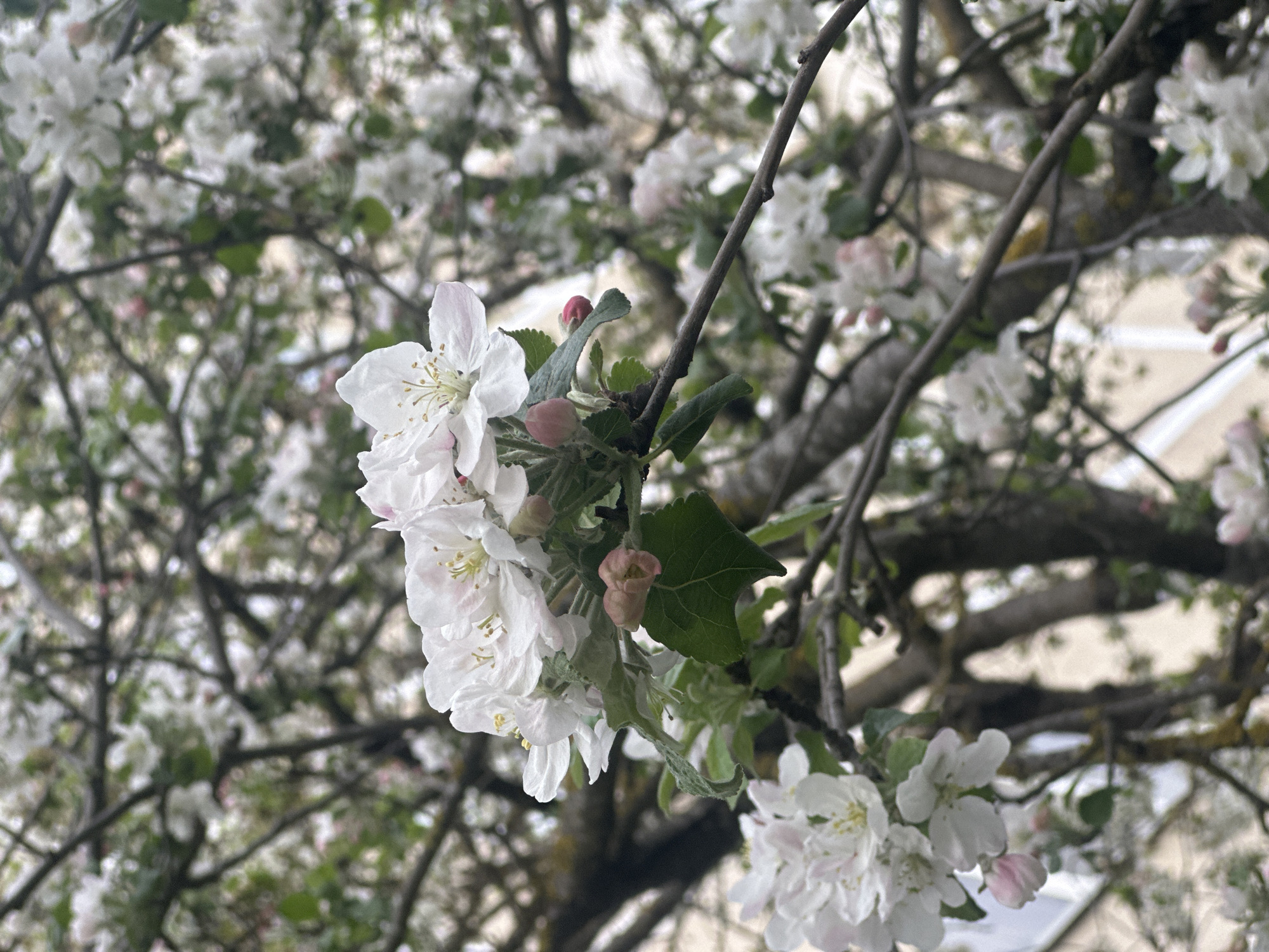 The image shows a close-up of white apple blossoms on a tree branch, with more blossoms in the background. The blossoms are in various stages of bloom, with some appearing as tightly closed buds and others fully open. There are also a few green leaves visible amidst the flowers. The background is filled with more blossoms and branches, creating a soft, out-of-focus effect. The branches are bare except for the blooms. The location appears to be a natural environment, possibly a park or garden, in the city of Unknown, Unknown.