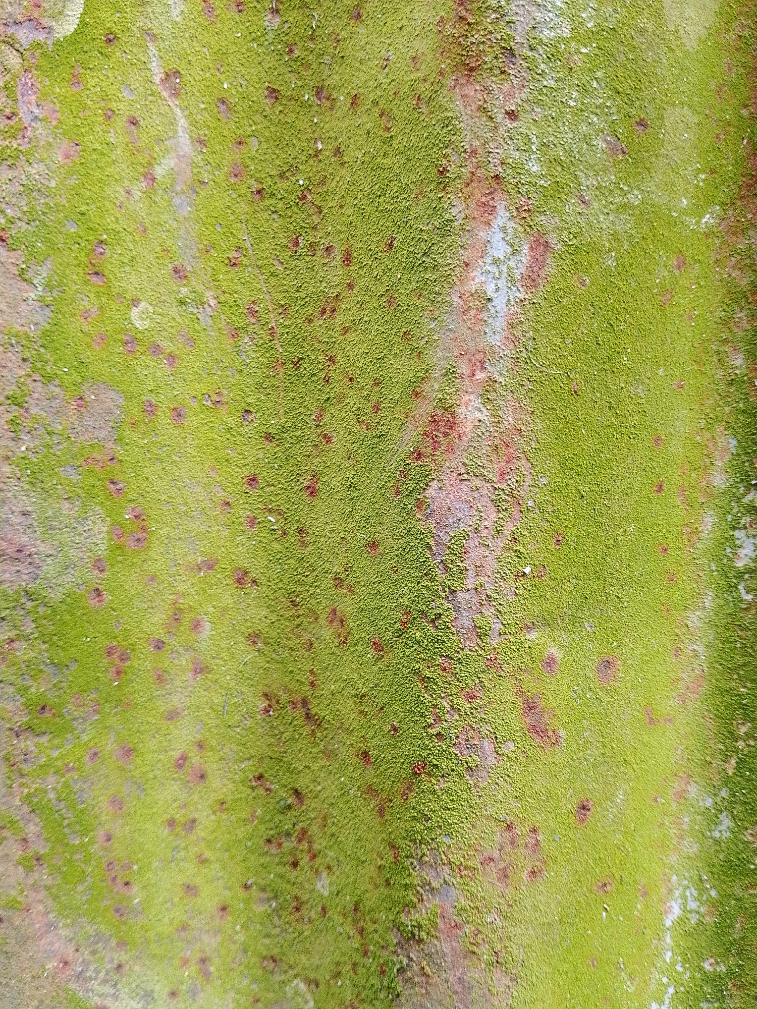 A close-up, top-down view of a rusted metal surface covered in green moss. The surface appears weathered and uneven, with distinct areas of rust showing through the moss in irregular, reddish-brown patches. The moss itself is vibrant green and has a textured, granular appearance. The lighting suggests an outdoor setting, possibly in a humid or damp environment where moss would thrive. The image does not depict any people, actions, or specific identifiable landmarks, making it impossible to determine a specific location in Barabai, Indonesia.