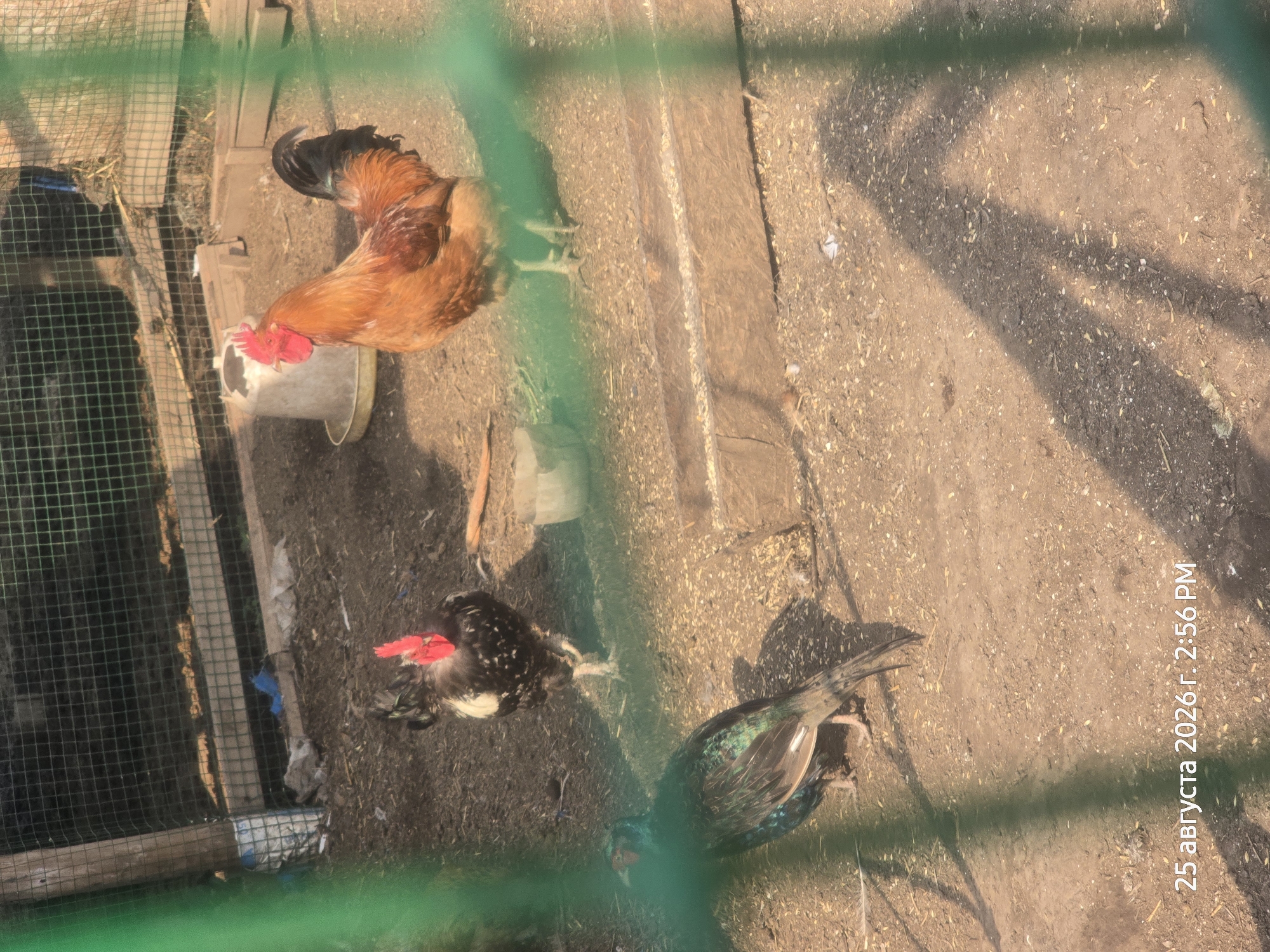 A rooster with brown and red feathers stands in a dirt enclosure. To its left, a smaller black and white chicken is visible. In the foreground, a bird with iridescent green and black plumage is standing. The enclosure appears to be made of wood and wire mesh. The ground is covered in dirt and wood shavings. A water feeder is visible in the background. A date stamp indicates the image was taken on August 25, 2026, at 2:56 PM.