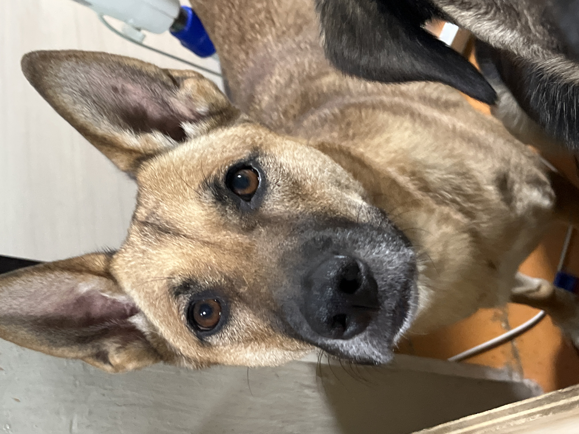 This is a close-up, eye-level, indoor photograph of a medium-sized dog. The dog has light brown fur with darker brown markings around its eyes and ears. Its ears are large and upright, and its eyes are dark brown. The dog's nose is black, and it has graying fur around its muzzle. The dog is looking directly at the camera. In the background, there is a beige wall on the left, and on the right, part of a white electrical appliance with a blue component is visible, along with some white wires. The floor appears to be orange. The image is focused on the dog's face, with its body extending out of frame to the right. There is also a dark-colored animal partially visible in the lower right portion of the frame, obscuring part of the main dog's body and what appears to be its tail. The scene does not provide any specific indicators of its location within the city of Nizhny Tagil, Russia.