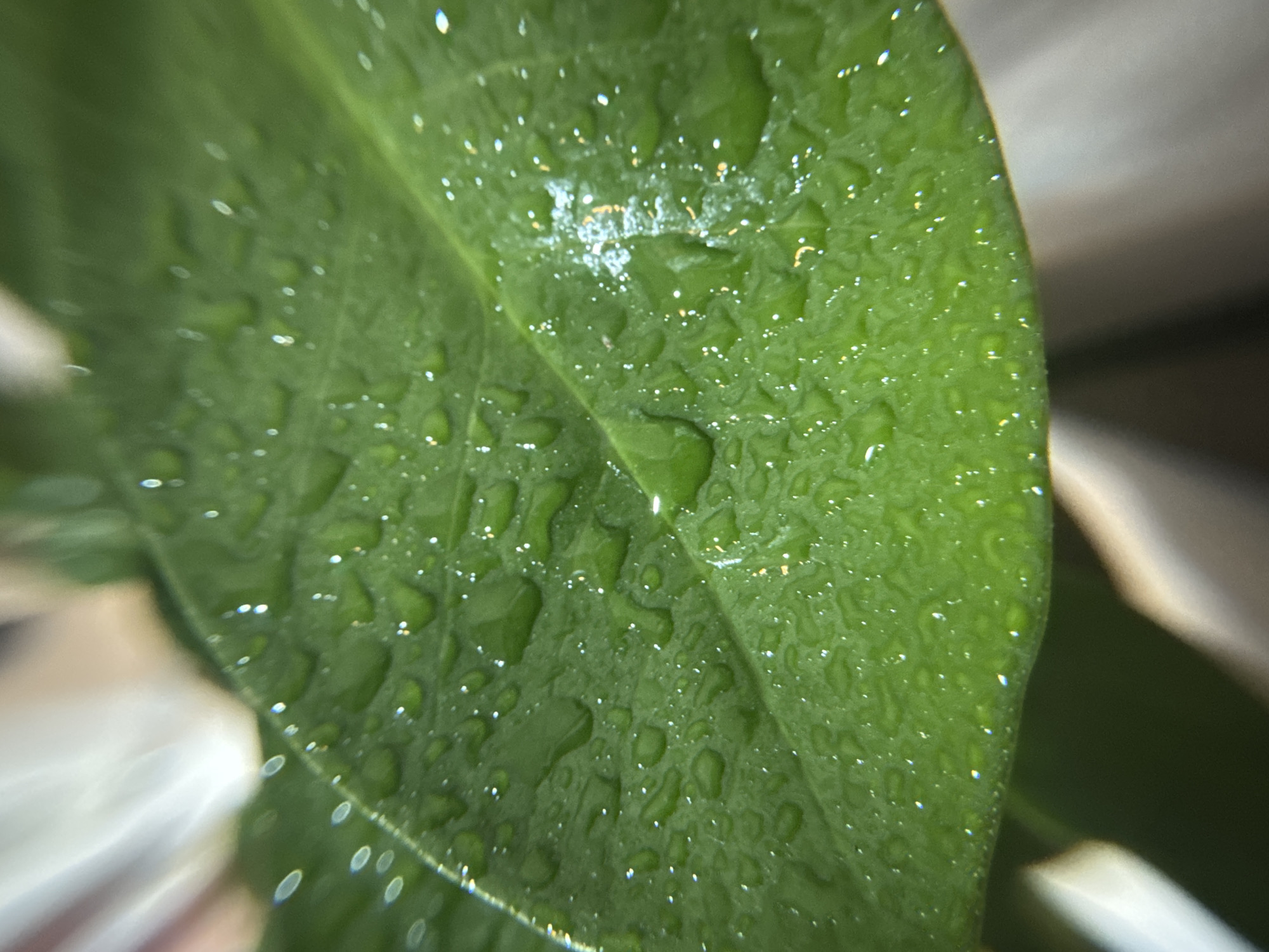 A close-up photograph captures a green leaf covered in water droplets. The droplets vary in size and distribution across the leaf surface, some reflecting light as small, bright highlights. The leaf's texture is visible beneath the droplets, showing a slightly uneven surface. The background is blurred, but elements of white and dark green suggest a setting that may include other plant parts or a nearby object. There is no indication of location in Chernushka, Russia, or any people, actions, or interactions within the frame.