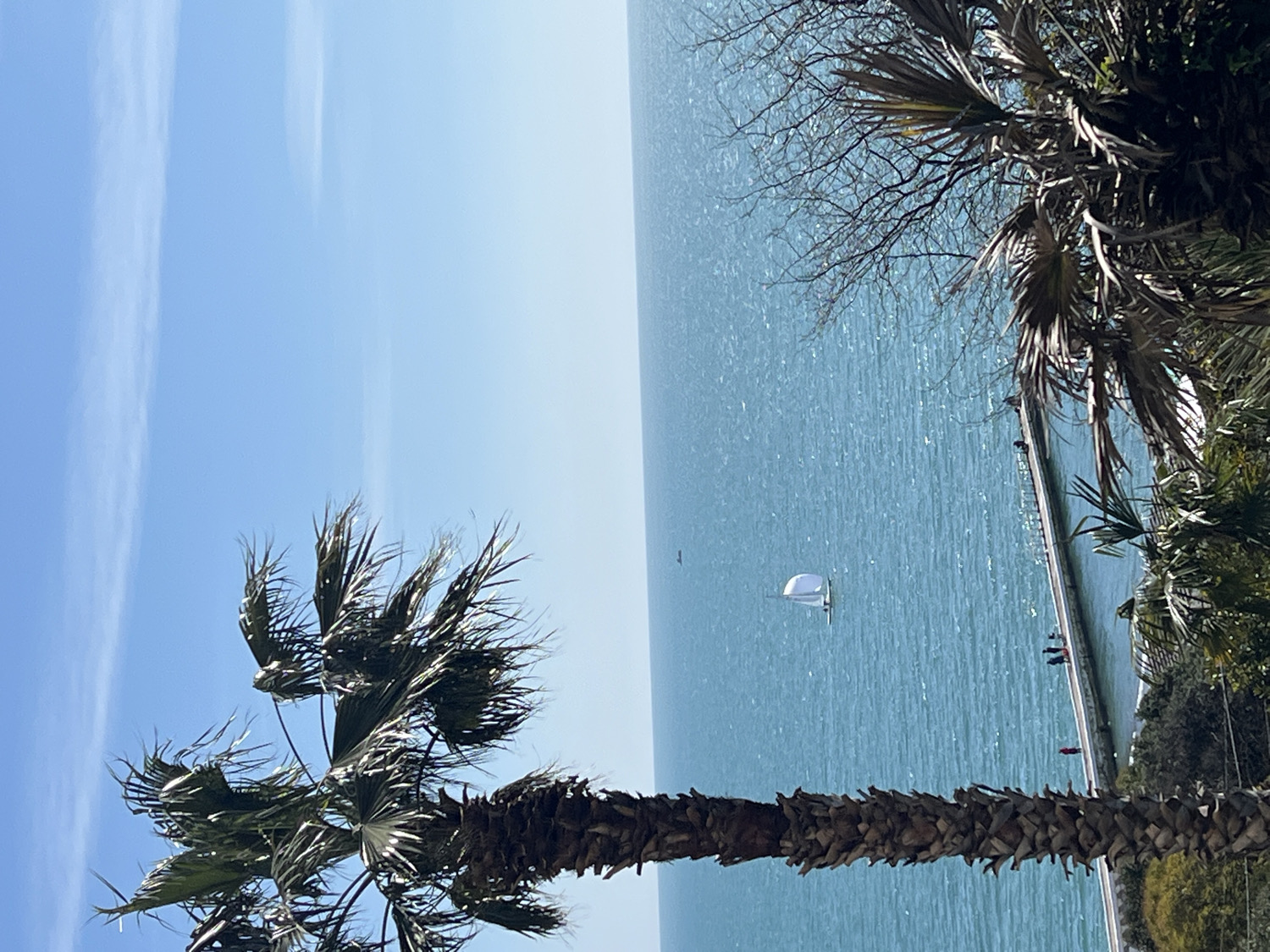 This vertically oriented photograph captures a serene coastal vista in Sochi, Russia. The scene is dominated by the expansive, sunlit blue-green sea under a clear sky.
In the foreground, running along the bottom edge of the frame, is the textured, brown trunk of a large palm tree, its dark, spiky fronds fanning out towards the upper left. Towards the upper right, a dense cluster of other trees and foliage provides a natural frame, featuring bare branches of a deciduous tree interwoven with more palm leaves, suggesting an elevated perspective over the coastline.
The vast midground is filled by the shimmering surface of the sea, reflecting bright sunlight and indicating a calm, sunny day. A long, narrow pier extends diagonally from the right edge of the frame, downwards into the water. Several small, indistinct human figures are visible along the pier, appearing to be walking or standing. Further out on the water, to the left of the pier, a white sailboat with a prominent triangular sail glides peacefully across the calm surface. A tiny, dark speck, possibly a distant bird or another small craft, is faintly visible even further left on the horizon.
The top portion of the frame reveals a clear, light blue sky, adorned with a few faint, wispy white clouds. The overall impression is one of tranquility and natural beauty on a bright, pleasant day. No visible text is present in the image.