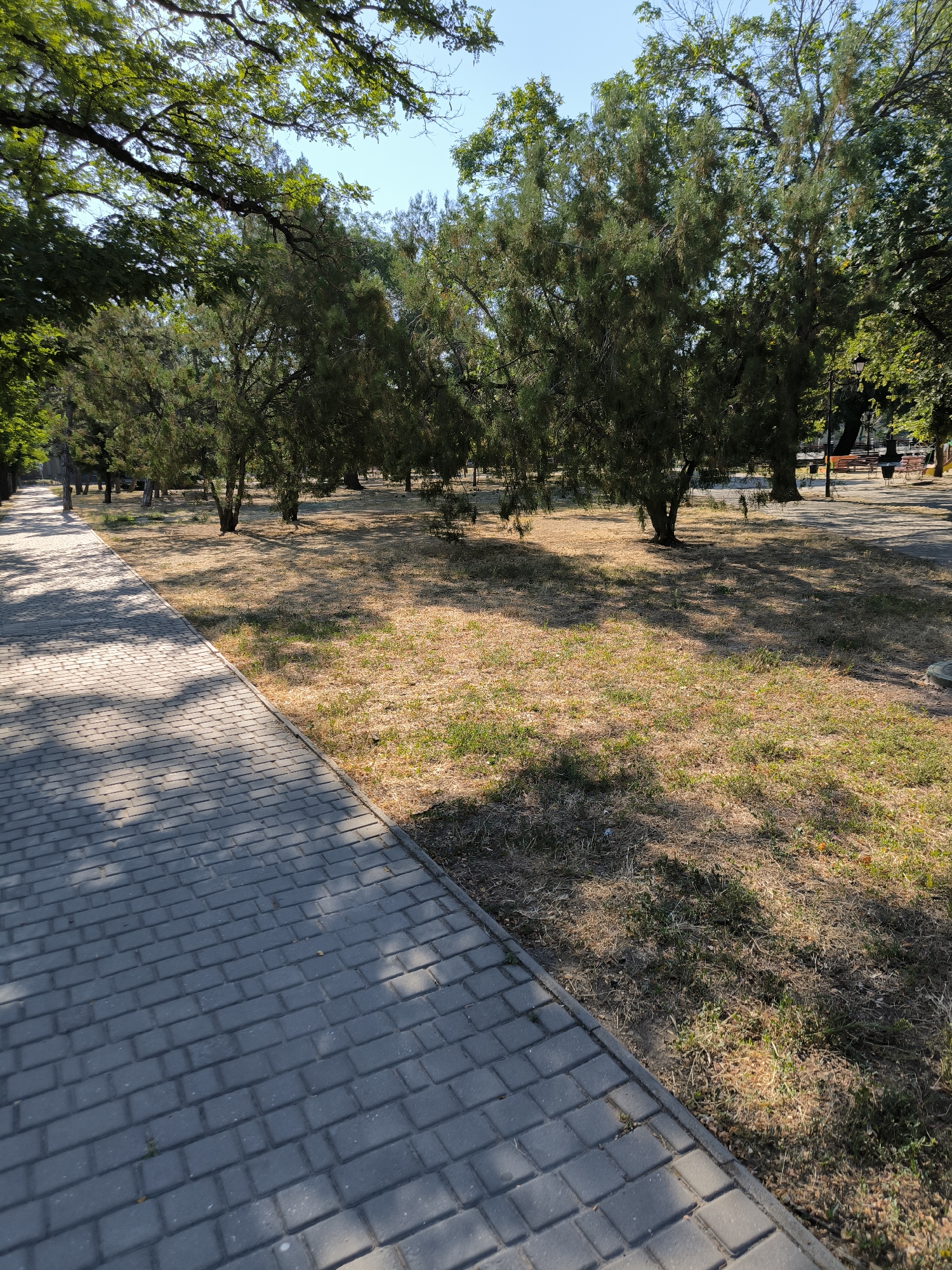 A paved pathway made of grey interlocking bricks runs along the left side of the image, bordered by dry, sun-baked grass. The pathway is shaded by the dappled sunlight filtering through the leaves of trees overhead. Beyond the grass, a park area features several mature trees with dense foliage and thin, arching branches. In the background, more trees are visible, along with hints of park benches and a lamppost, suggesting a public park or recreational space. The sky is clear and blue. The scene appears to be a quiet, daytime setting in a park within Mykolaiv, Ukraine.