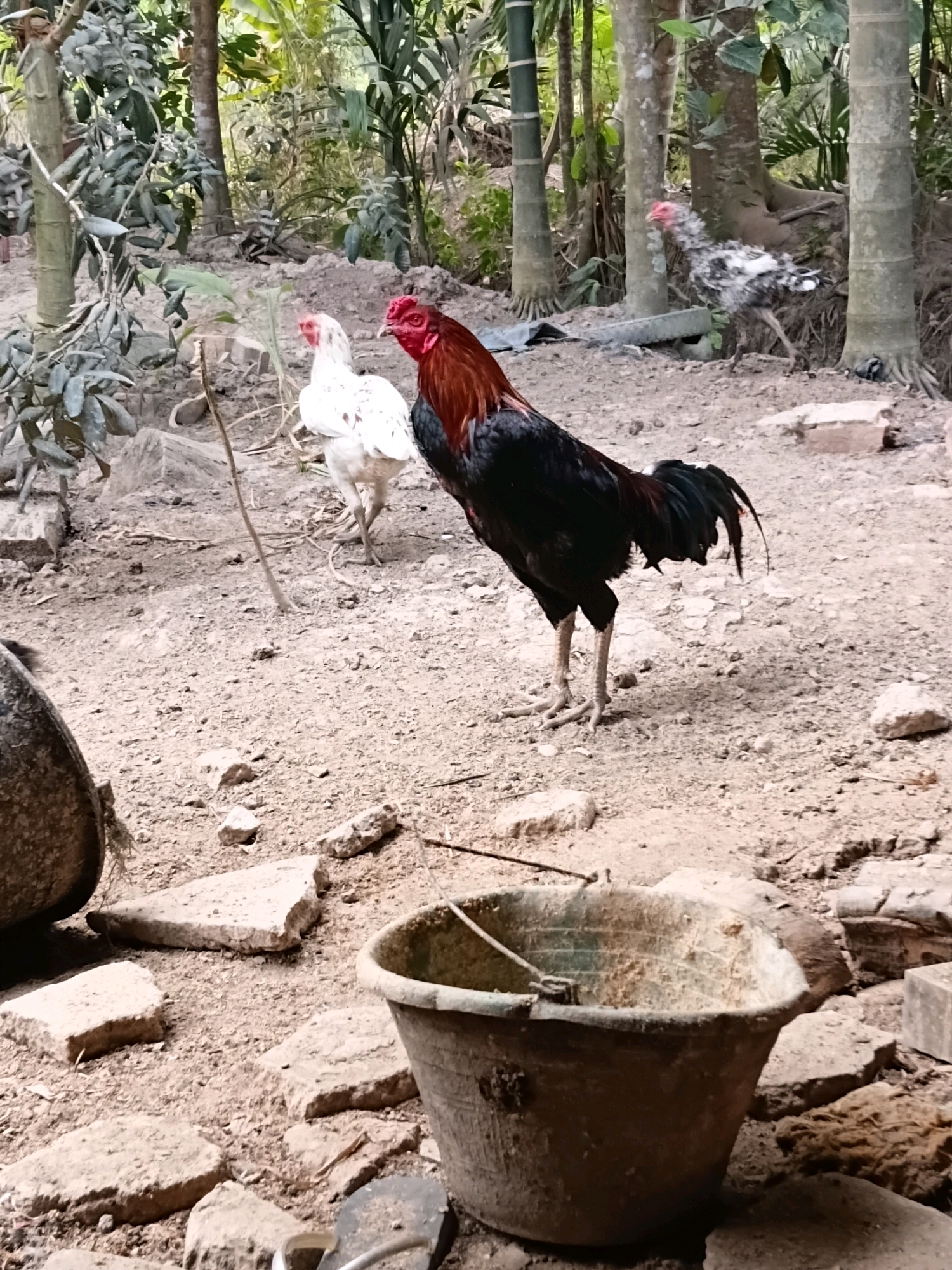 A rooster stands in the foreground of a dirt yard, its body a mix of black and deep red feathers, with a comb of vibrant red atop its head. To its left and further back, a white chicken stands, facing left. In the mid-ground and to the right, a black and white speckled chicken is visible, facing left. The yard is composed of dry dirt and scattered rocks. Behind the chickens, a dense cluster of trees and foliage creates a natural backdrop. In the immediate foreground, a weathered, grey bucket is positioned on the dirt. A discarded flip-flop with a white strap rests partially visible on the ground near the bucket. The scene appears to be located outdoors in a rural or semi-rural setting, potentially within Margo Rukun, Indonesia, given the natural vegetation and the presence of free-roaming poultry.