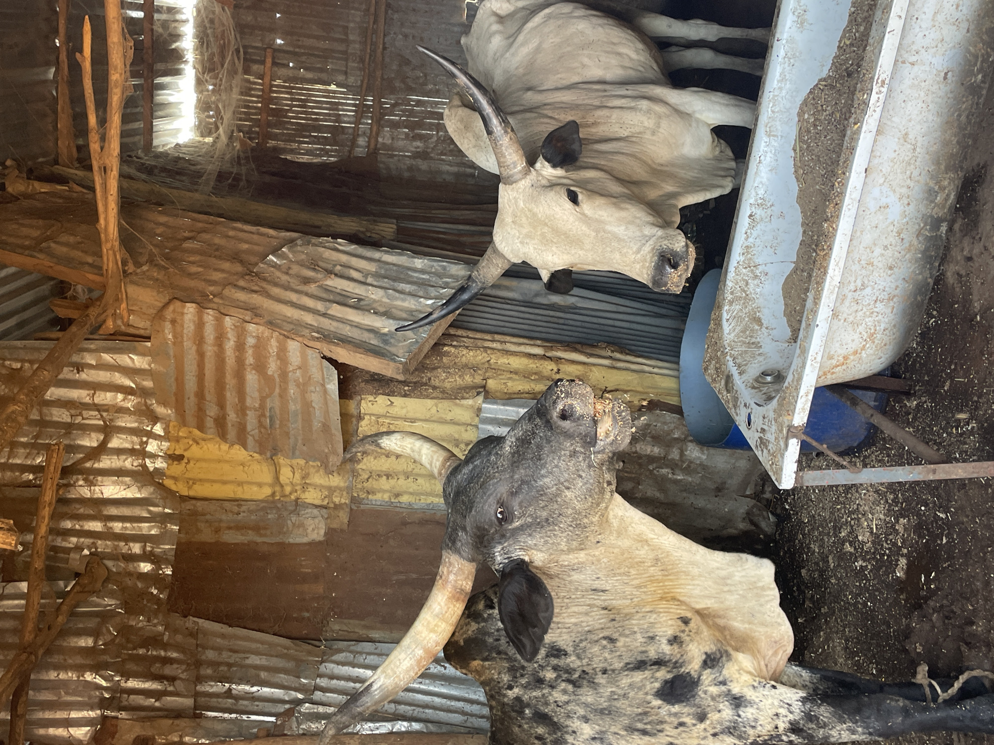 The image shows two cows inside a structure built from corrugated metal sheeting and rough-hewn timber. The foreground cow is light tan with dark gray splotches and a dark gray head. It has large, curved horns and is looking upwards. The cow in the background is light tan. The structure appears to be a barn or shed. There is light coming in through gaps in the roof. A metal feeding trough is visible on the right side of the image. The location is Bukuru, Nigeria.