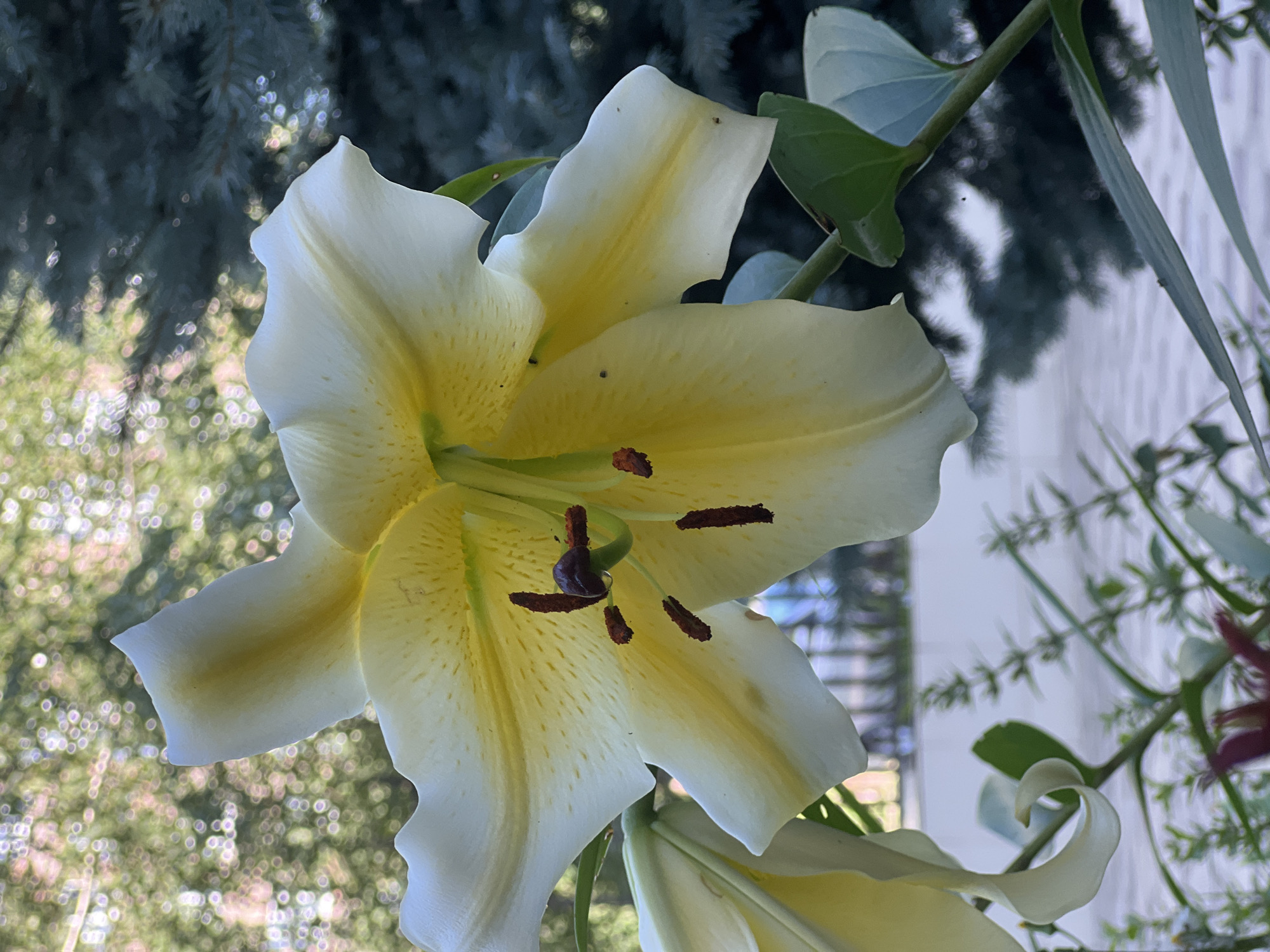 A close-up, eye-level, medium shot features a large, white and yellow lily in full bloom. The flower's petals are gently curved and ruffled, with subtle yellow markings radiating from the center. The stamen and pistil are visible, with dark brown anthers. The background is softly blurred, showing hints of green foliage, possibly from trees and other plants, and a light-colored structure that could be a building or fence. The lighting appears natural, suggesting an outdoor setting during the day. There are no people or animals visible in the frame. The image does not provide any specific indicators of its location within the city of Magas, Russia.