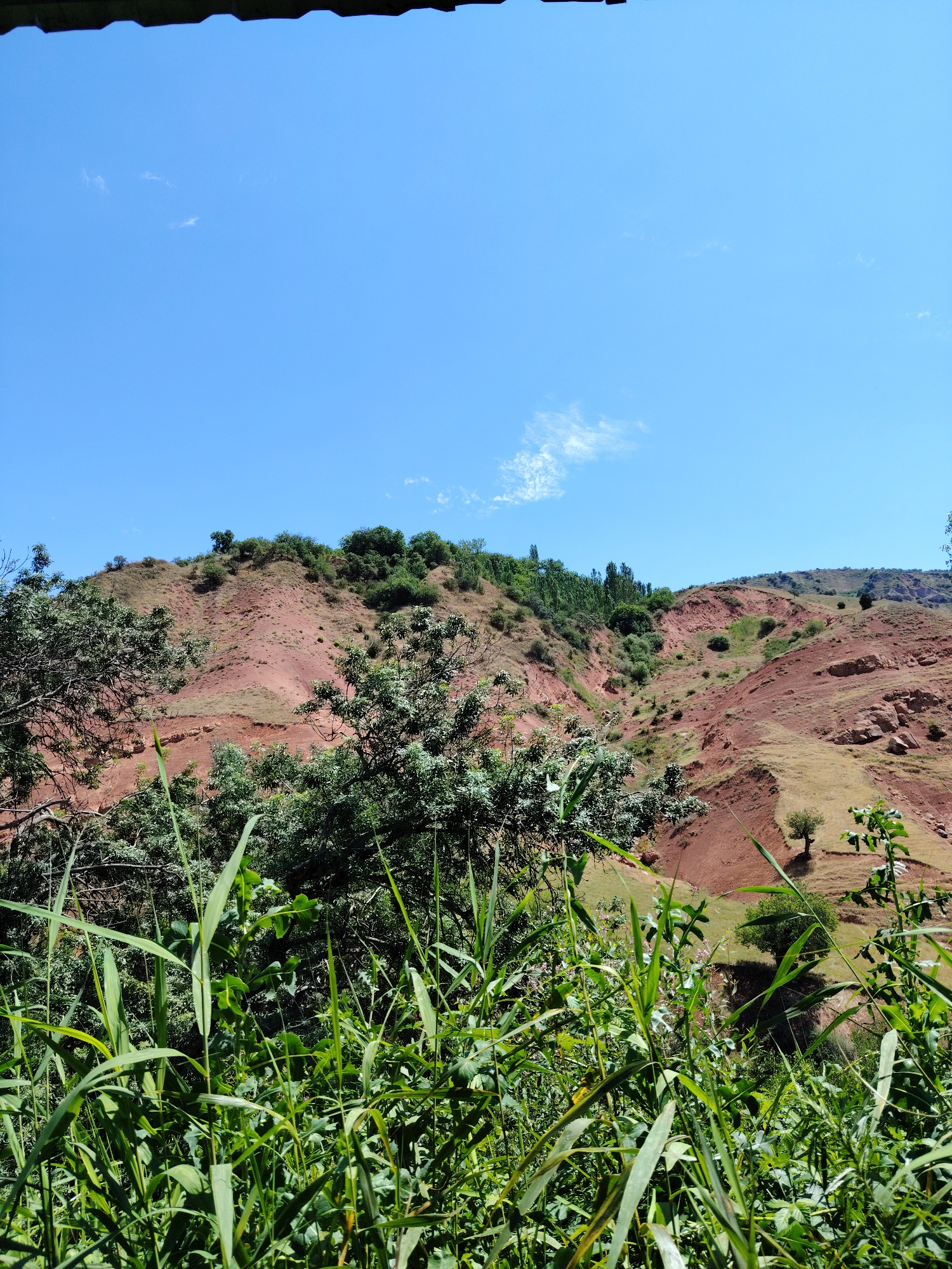 This image depicts a natural landscape with a focus on a red, mountainous terrain dotted with vegetation under a clear blue sky. The foreground is filled with lush green grass and some foliage, partially obscuring the view of the hills beyond. The hills themselves are characterized by their distinctive reddish-brown soil, with patches of dry grass and scattered trees. A few larger trees and denser patches of green growth are visible higher up on the slopes. The sky is bright and clear, with a few wispy white clouds. The scene is a daytime shot, likely taken outdoors in a rural or mountainous area, possibly within or near the city of Khumsan, Uzbekistan, given its known mountainous topography and natural beauty. There are no people or man-made structures prominently visible in the image, suggesting a focus on the natural environment.