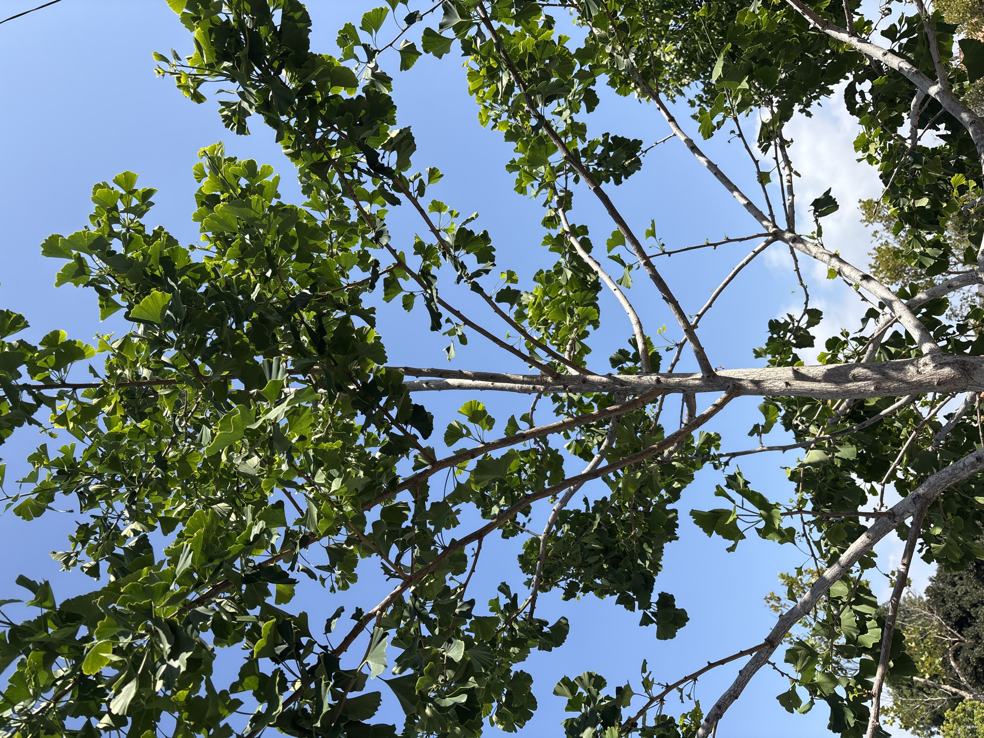 The image displays a low-angle view looking upwards through the branches and leaves of a tree against a clear blue sky. The primary subjects are the tree branches and their distinctive fan-shaped green leaves, which are characteristic of a Ginkgo Biloba tree. The branches are varied in thickness, with some bare and others densely covered in foliage. Sunlight filters through the leaves, creating areas of bright illumination and highlighting the vibrant green color.
The background is a bright, unblemished blue sky, with a few faint white clouds visible in the upper right corner of the frame. This indicates a clear and sunny day. The lighting suggests it is daytime, likely mid-morning or early afternoon, given the intensity of the light and the absence of long shadows. There is no discernible activity taking place, as the image is a static shot of nature. The scene conveys a sense of tranquility and natural beauty, consistent with an outdoor setting such as a park or a tree-lined street in Seal Beach, United States of America. No text is visible in the image.