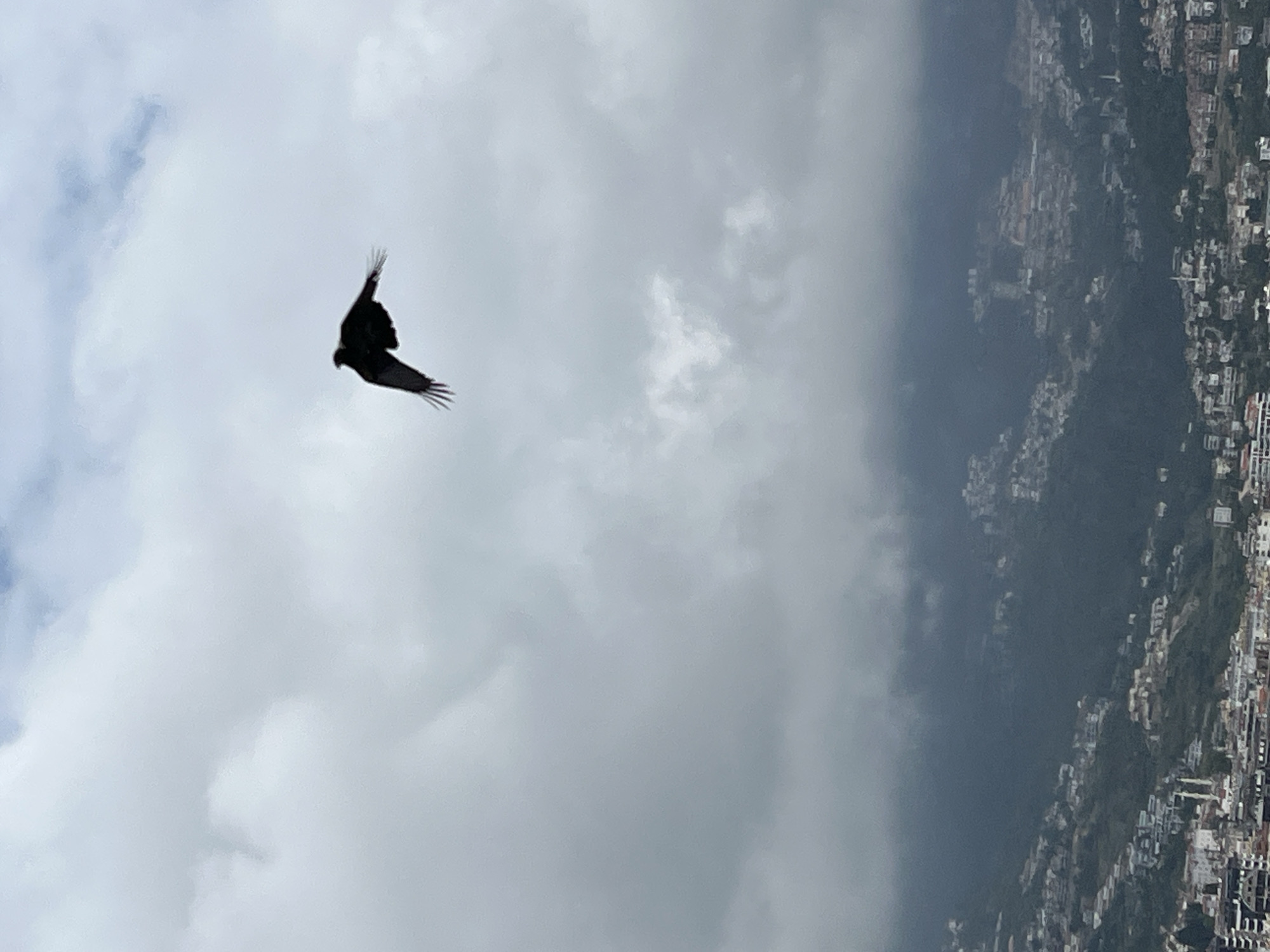 A black bird is soaring in a cloudy sky. The bird is the main subject of the image. The background is a mix of clouds and an overview of part of a city. Based on the landscape and architecture visible in the background, it is plausible that the photo was taken in or around Alanya, Turkey.