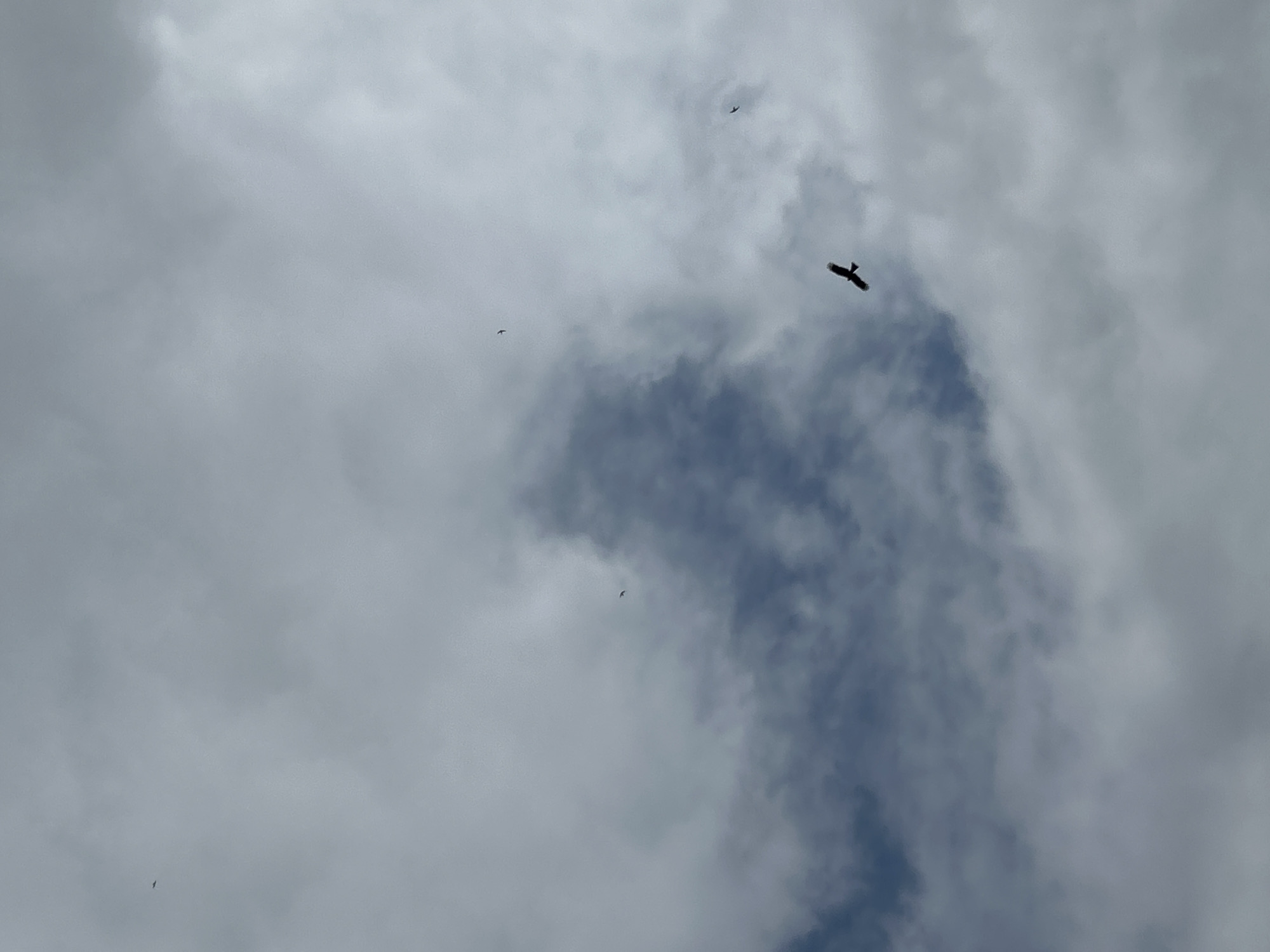 A wide shot captures a cloudy sky with several birds in flight. The clouds are a mix of light and dark gray, with some patches of blue sky visible. In the foreground, a bird with outstretched wings is seen flying lower in the frame, appearing to be a hawk or eagle. In the distance, three other smaller birds are also visible in flight, one slightly to the left of the large bird, and two others further up and to the left. The scene appears to be an outdoor environment, potentially near Khryashchevka, Russia, given the context.