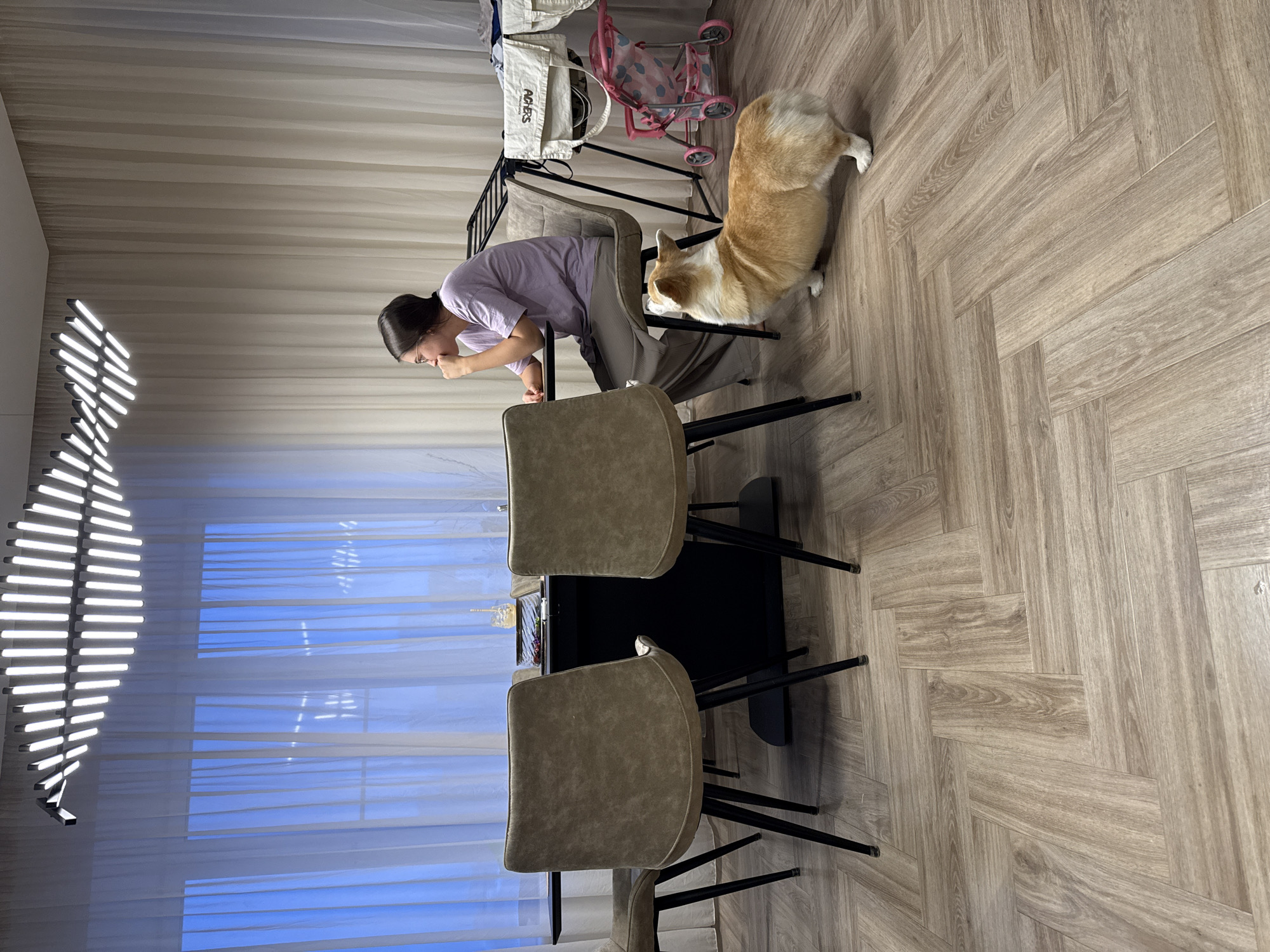 An indoor scene, likely a dining or living area in Krasnoyarsk, Russia, is captured from a slightly elevated perspective. A woman with dark hair, wearing a light purple t-shirt and grey pants, is leaning over a modern dining chair with an upholstered tan back and black legs. She is looking intently downwards, possibly at something on the floor or interacting with the dog. Beside her, a Pembroke Welsh Corgi dog with light brown and white fur stands attentively, also focused in the general direction the woman is looking.
In the mid-ground, a black table is partially visible, flanked by two similar upholstered chairs. To the left, a striking modern lamp with numerous horizontal white LED bars arranged in a helical or wave pattern emits a bright light. Large white sheer curtains cover a window, filtering natural daylight and revealing a bright blue sky outside, suggesting it is daytime. The floor is covered with light-colored wooden planks laid in a herringbone pattern.
In the background, behind the woman and dog, there is a black metal rack or shelving unit. On it rests a light-colored canvas tote bag with the word "ABERS" printed on its side, and a small pink toy baby carriage with polka dots. The overall atmosphere is domestic and quiet.