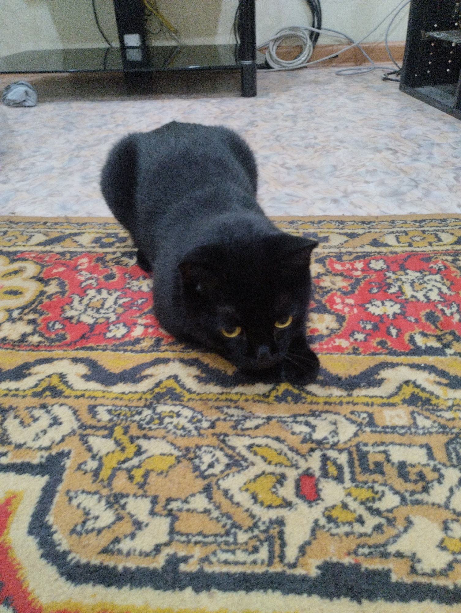 A black cat is lying on a carpeted floor in a room. The cat is facing forward with its eyes open and looking at the camera. The carpet has a colorful, traditional pattern. In the background, a television stand and various cables are visible. The overall environment suggests an indoor residential setting. This image was taken in Semey, Kazakhstan.