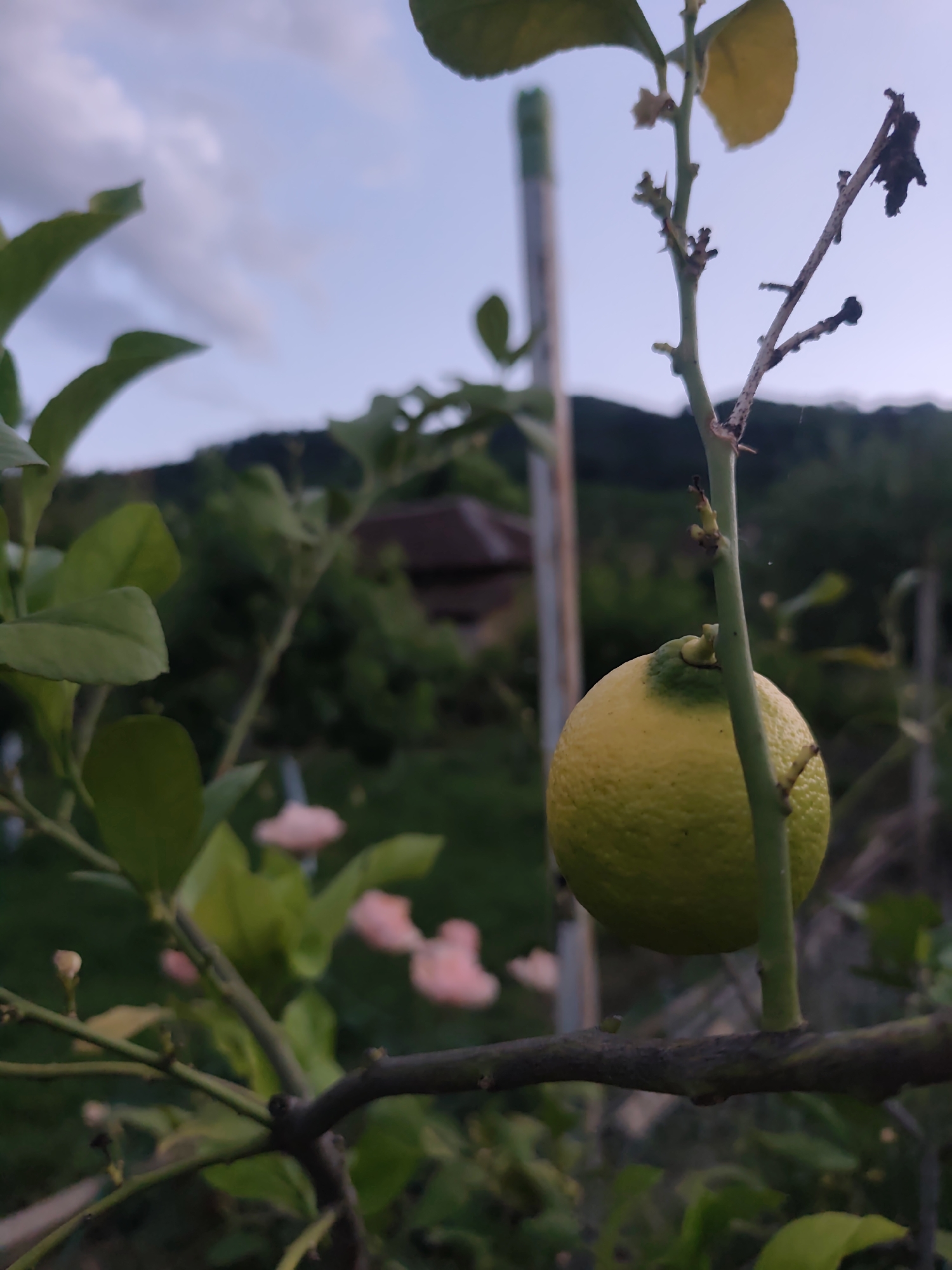 The image captures a lemon tree in Rosno, Bulgaria, featuring a single, partially ripened lemon. The lemon, positioned centrally, is primarily yellow with a distinct green area at its stem attachment, exhibiting a textured peel. It hangs from a slender green branch. Multiple green leaves are visible around the lemon, some displaying minor irregularities. A thicker, dark brown branch extends horizontally across the lower third of the frame. To the upper right, a thin, desiccated branch segment is present. The background, rendered out of focus, reveals a light blue sky with diffused white clouds above dark green, hilly terrain. A structure with a brown roof is faintly discernible amidst dense foliage in the mid-background, slightly left of center. A light-colored vertical support stake is partially visible in the upper mid-left. Several blurred pink shapes, possibly flowers, are located in the lower mid-background. The scene is illuminated by soft, ambient light. No individuals are present.