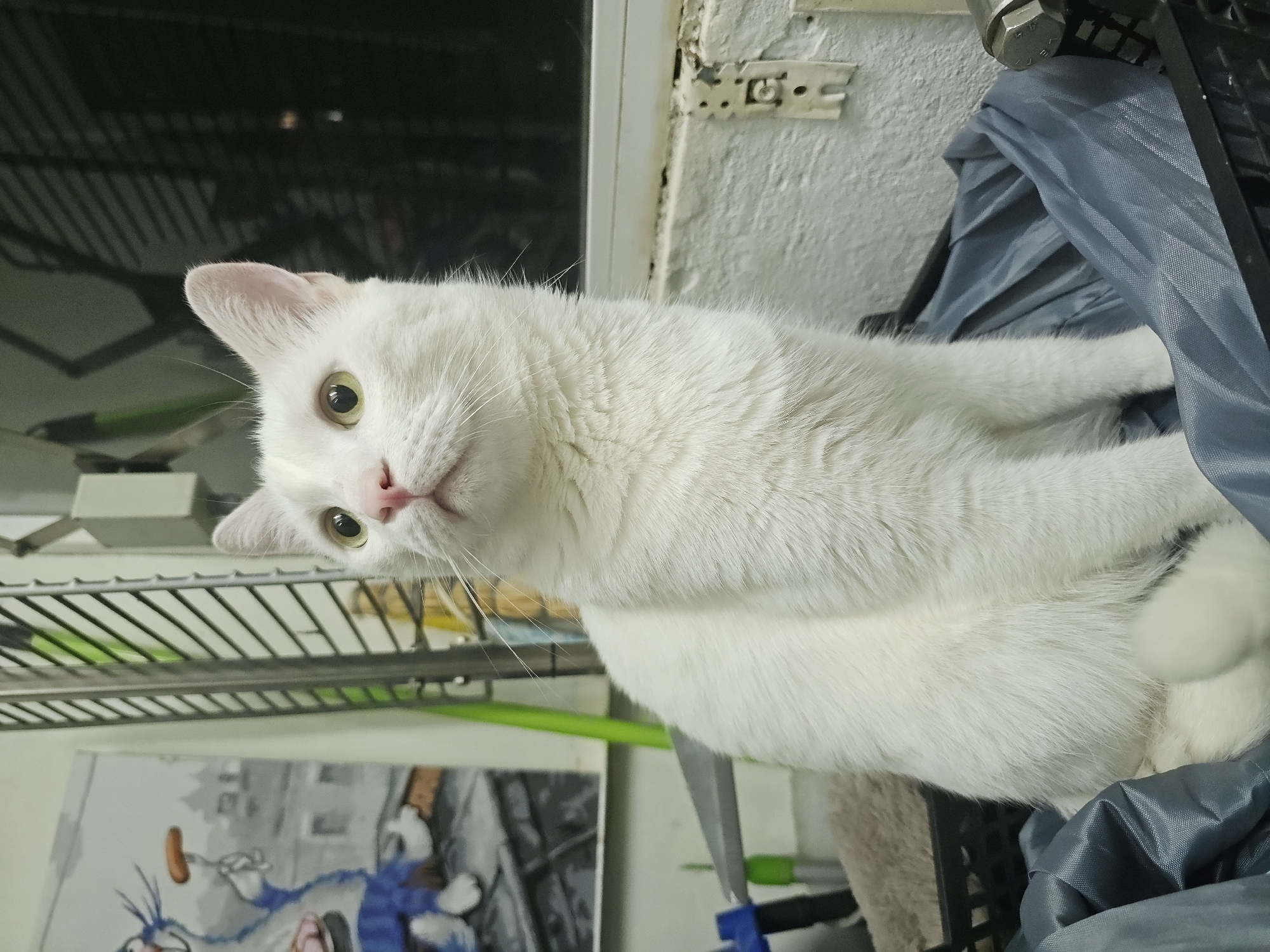 A full body shot of a white cat is taken indoors. The cat is sitting in a black plastic crate lined with a gray tarp. The cat's body is facing forward, but its head is turned to the left, looking up. The cat has green eyes and a pink nose. In the background, there is a metal grate, a painting of a cartoon character, and a window with blinds. The scene appears to be in a room, possibly a basement or storage area.