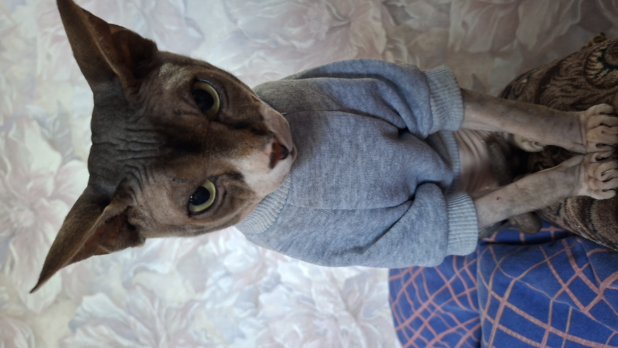 A hairless cat, possibly a Sphynx breed, is depicted wearing a light gray sweater. The cat is positioned in a supine pose, with its head tilted slightly to the side and its paws extended. Its skin appears wrinkly and mottled, predominantly brown in color. The background consists of a floral-patterned fabric and a section of fabric with a blue and reddish-brown checkered pattern. The location is Забалоцкі сельскі Савет, Belarus, although there are no elements in the image specifically indicative of the city.