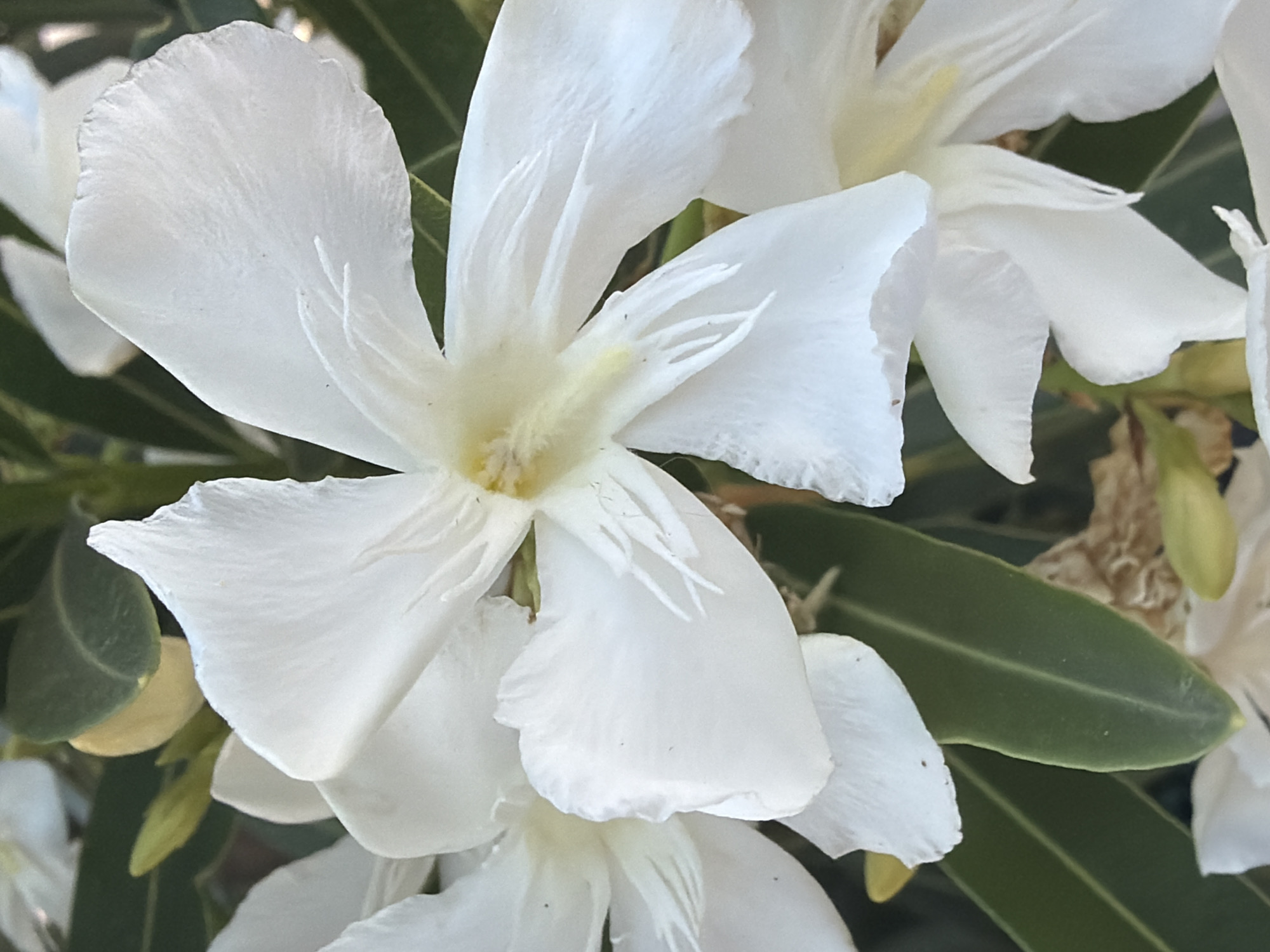 This is a close-up photograph of white Oleander flowers with green leaves in Arcahueja, Spain. The flowers are in various stages of bloom, with some fully open and others partially closed. The petals are delicate and have a slightly crinkled texture. The center of the flowers appears to have a yellow-green hue. The background consists of dark green leaves and some blurred yellow and brown elements, possibly dried foliage or buds. The lighting suggests it is daytime, with the sunlight highlighting the white petals.